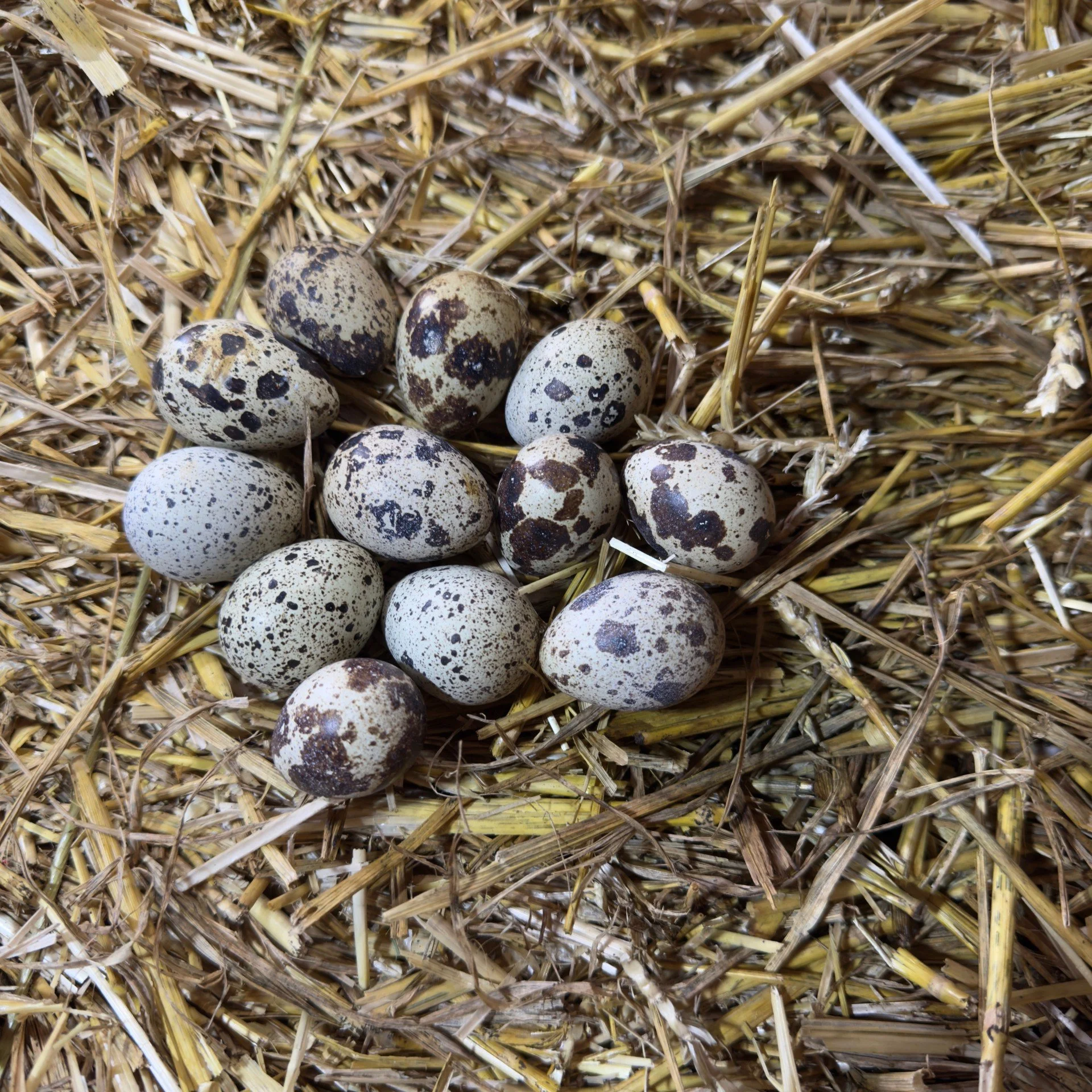 Freshly laid quail eggs in a nest at Cross Bank Farm.