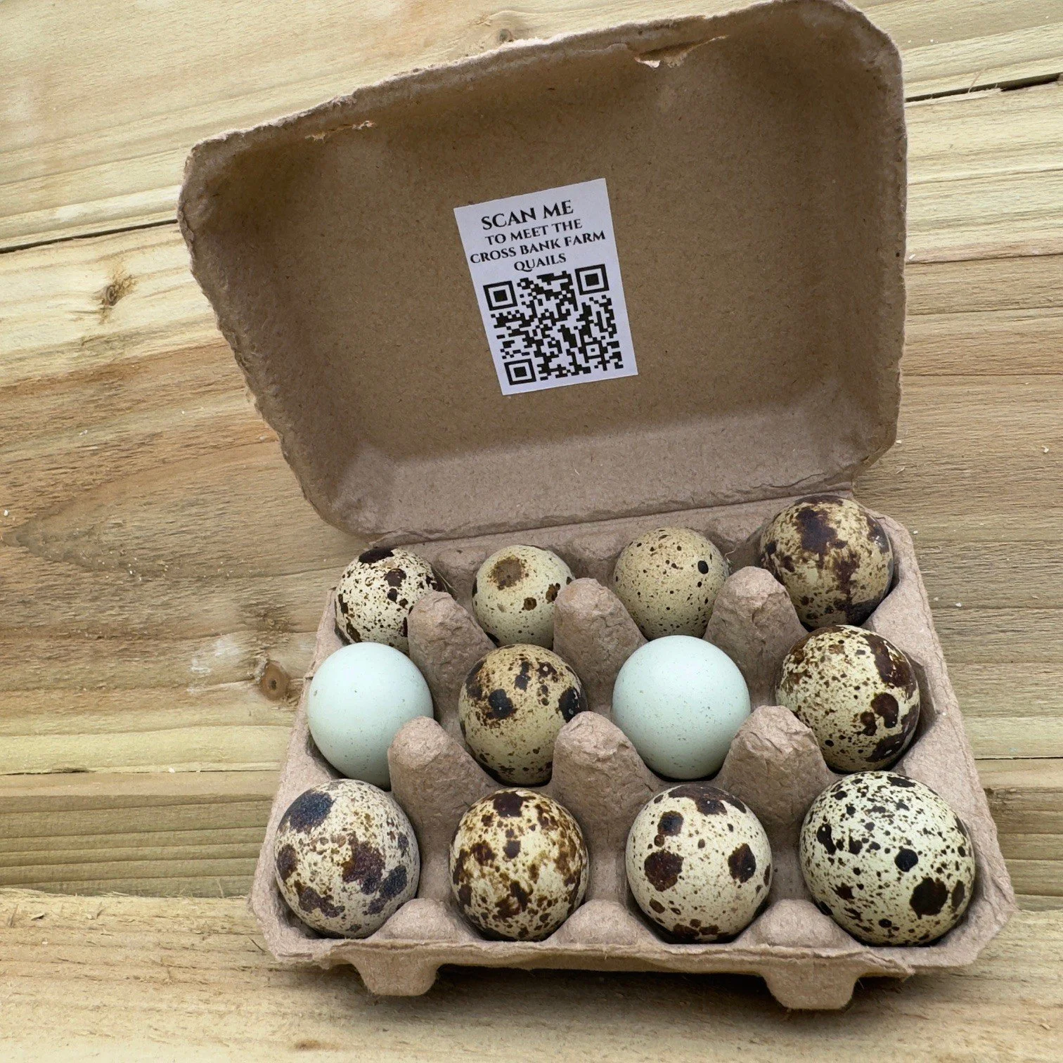 Quail egg box S3.jpg