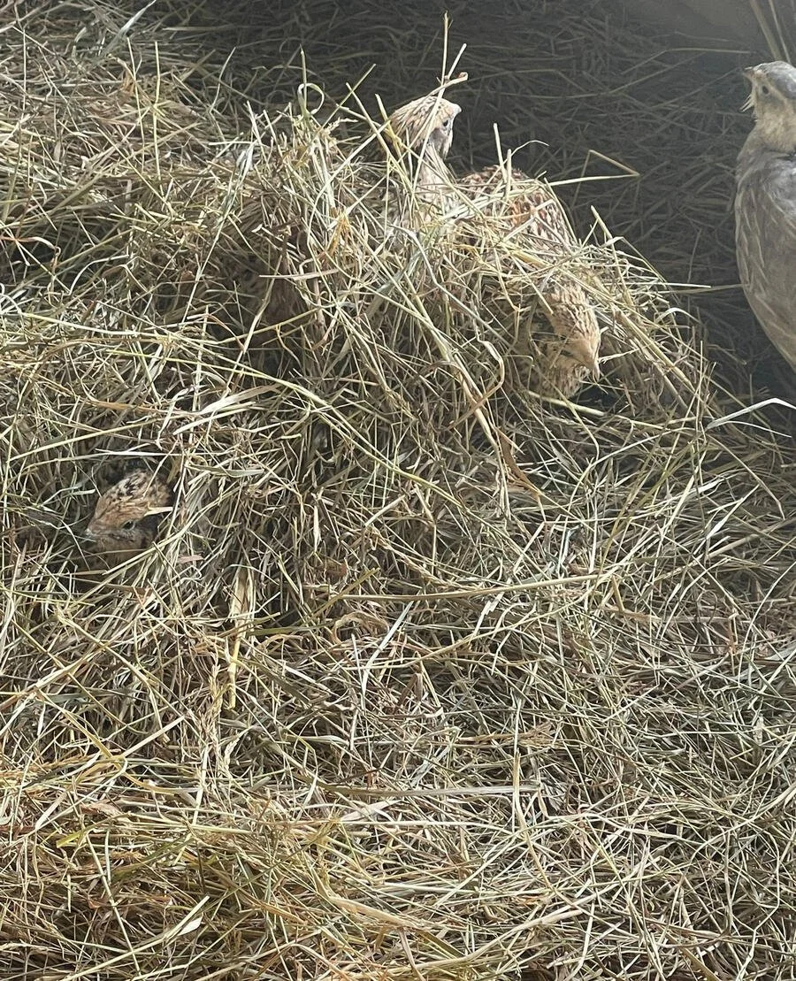 Young quails at Cross Bank Farm.