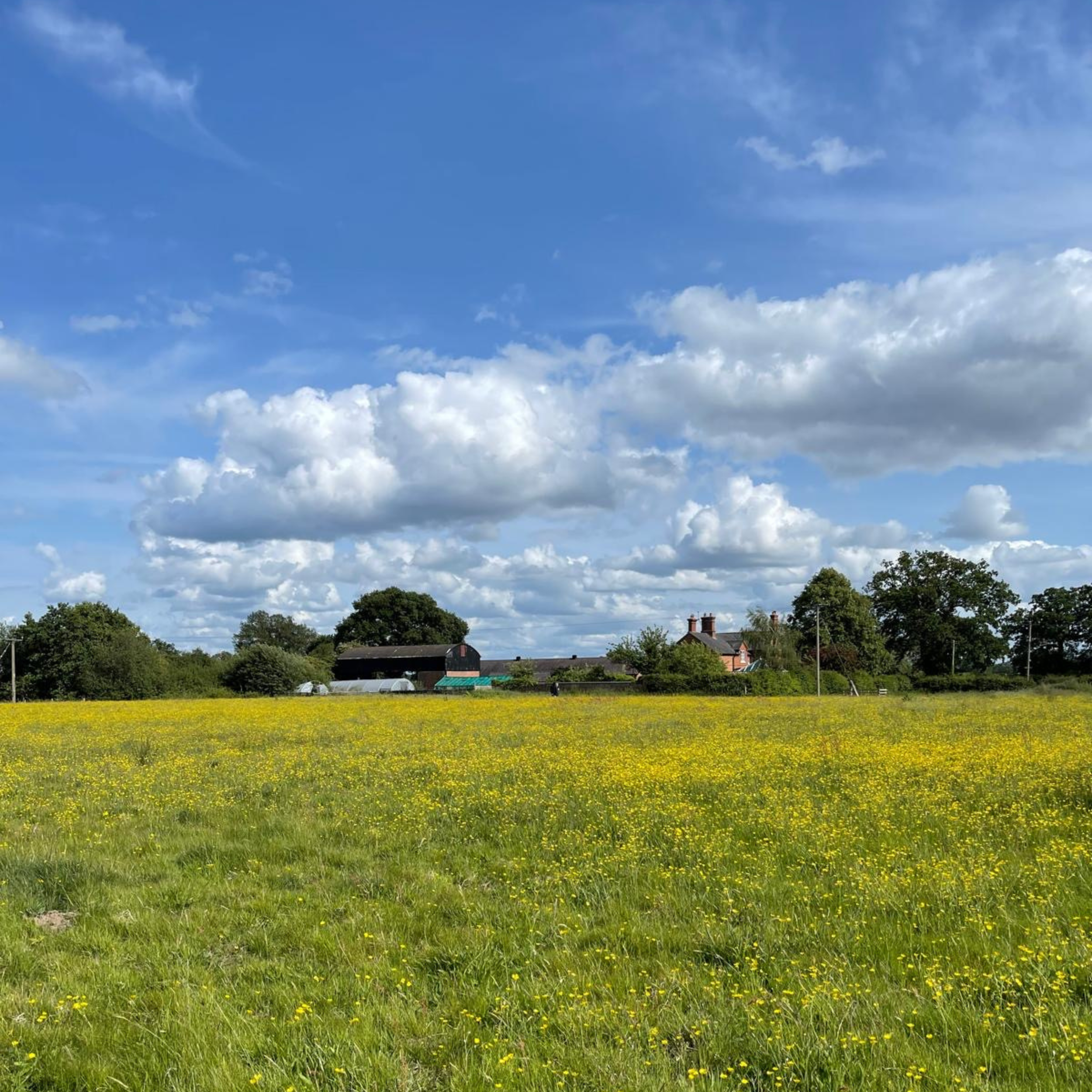 Wildflower meadow at Cross Bank Farm in Shropshire.