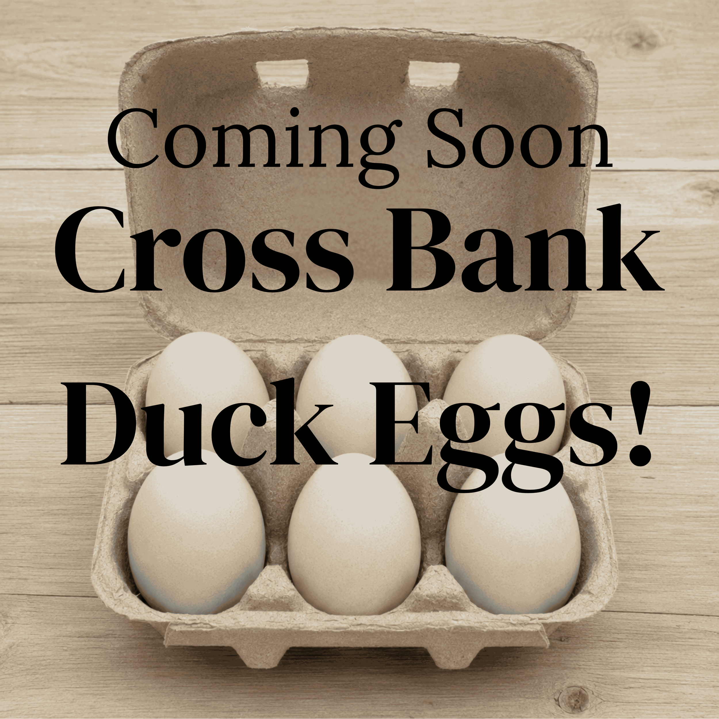 6 Duck Eggs