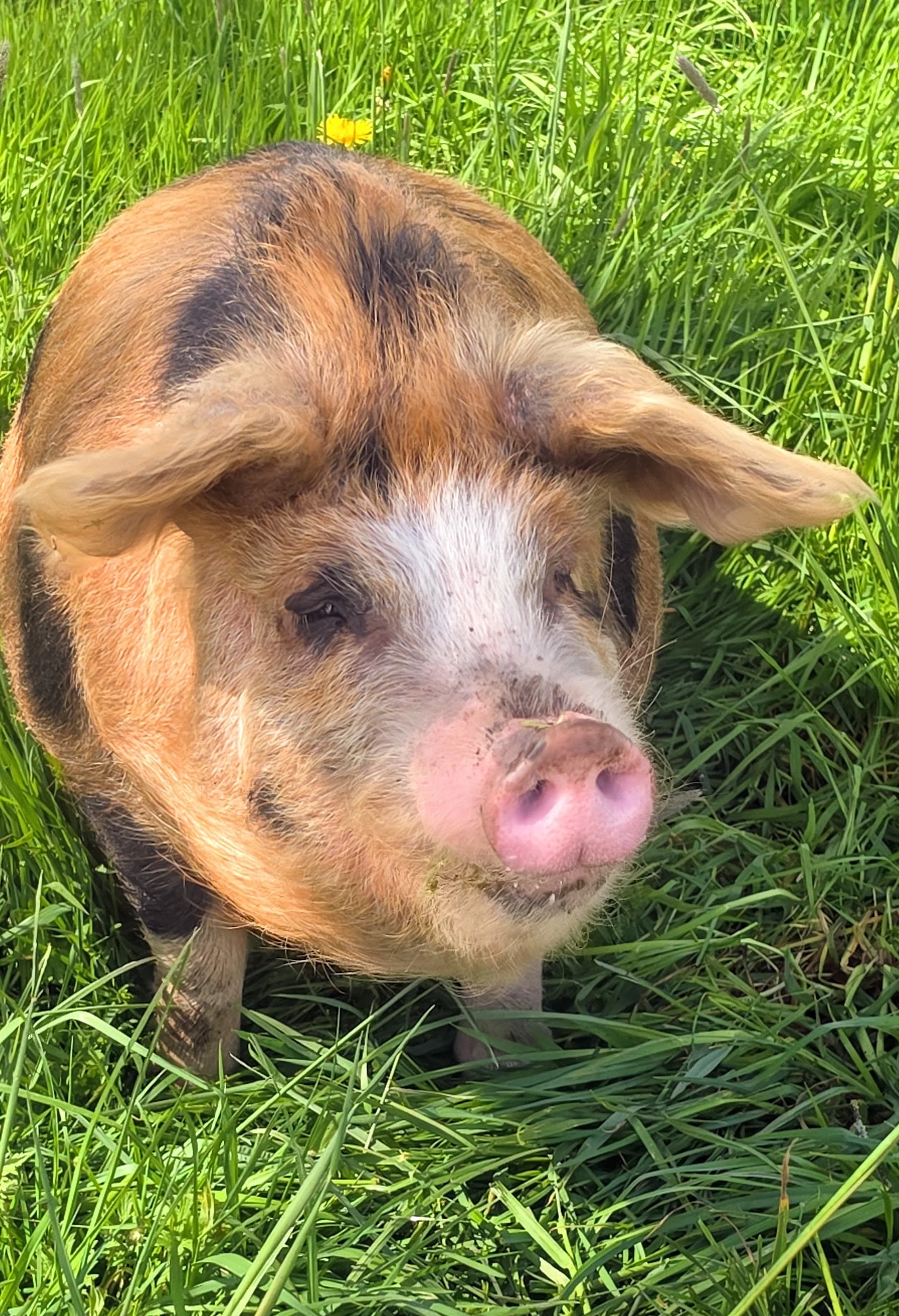 Rare breed pig resting in the grass at Cross Bank Farm.