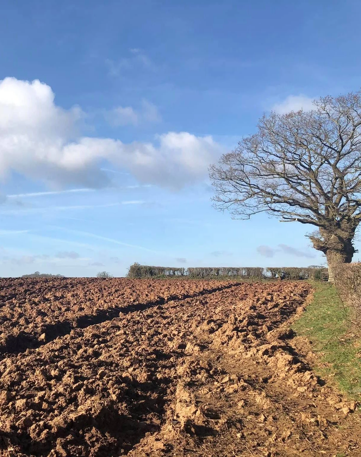 Traditional farmland at Cross Bank Farm in Shropshire.