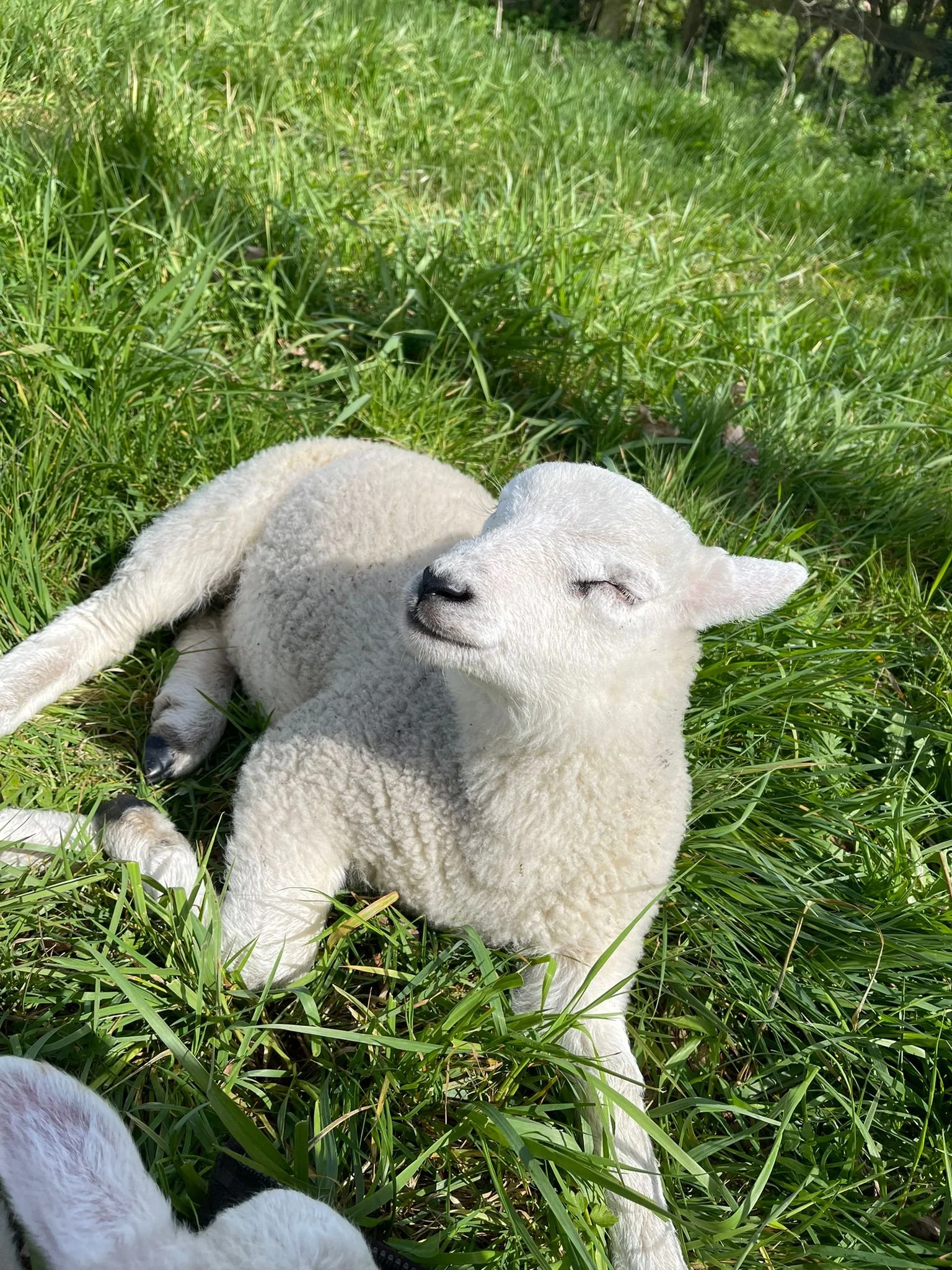 Lamb resting peacefully in the pasture at Cross Bank Farm.