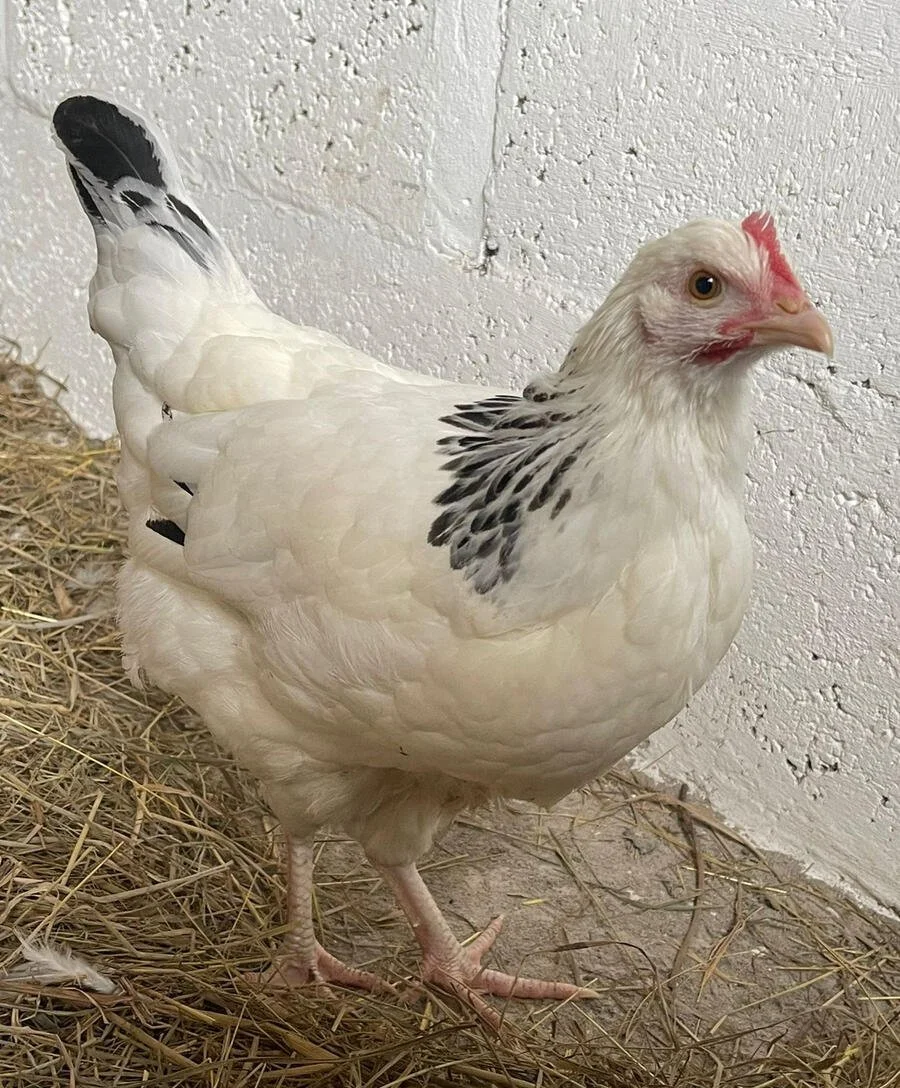 Light Sussex hen at Cross Bank Farm.
