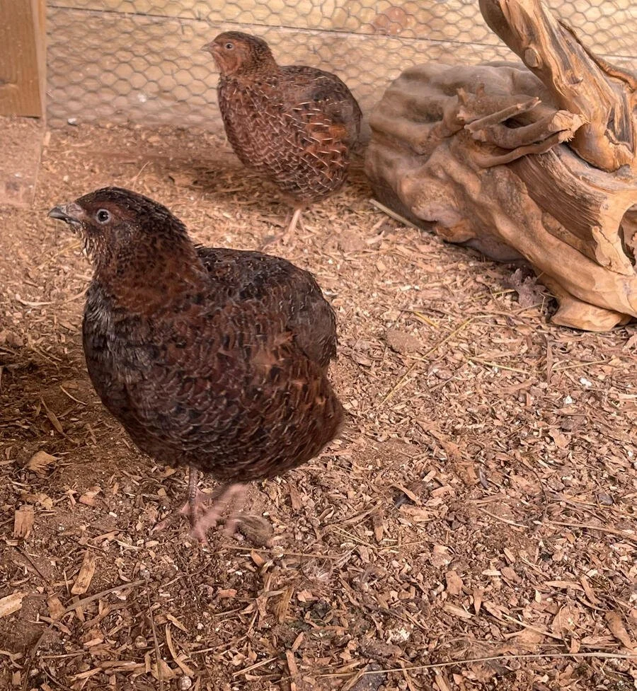 Young quails being raised at Cross Bank Farm.
