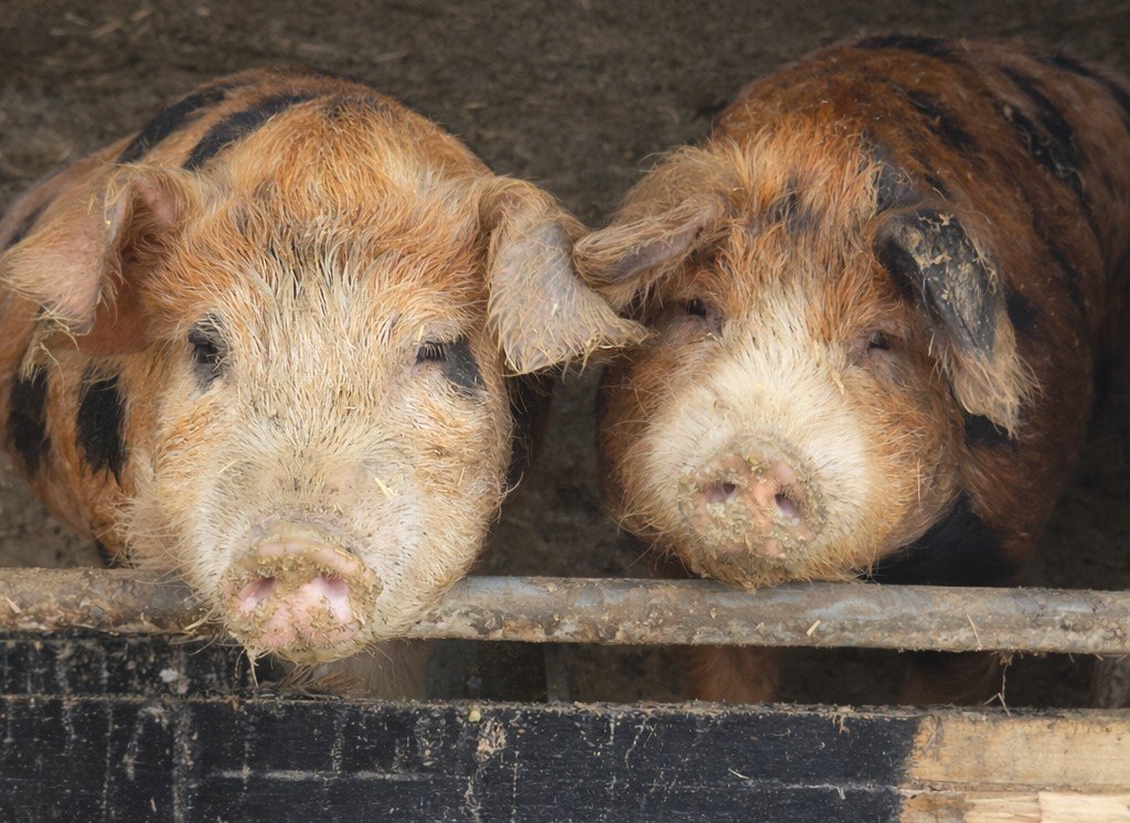 Oxford Sandy & Black piglets at Cross Bank Farm in Shropshire.