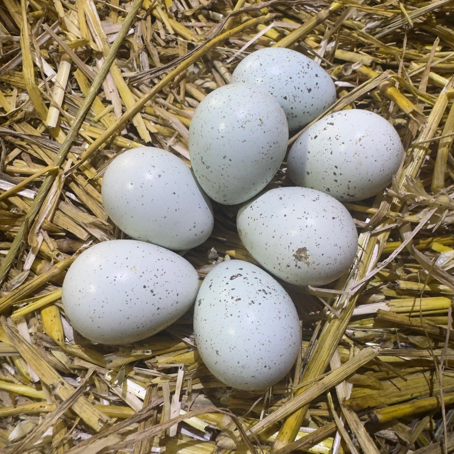 Home-produced quail eggs laid by the Cross Bank Farm flock.