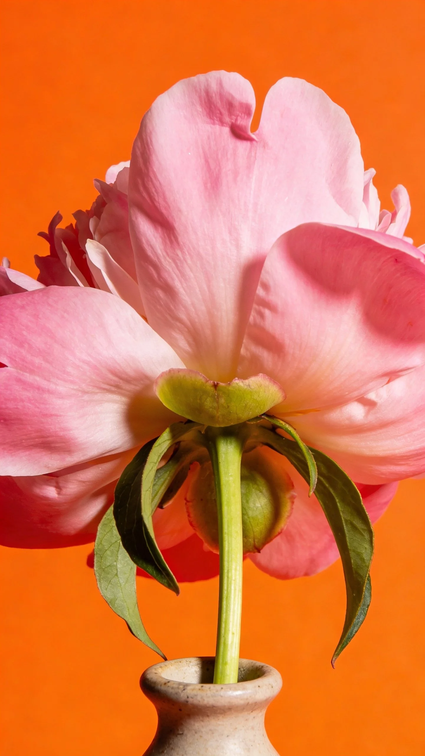 Close-up of a pink peony flower in a small gray vase against a bright orange background.