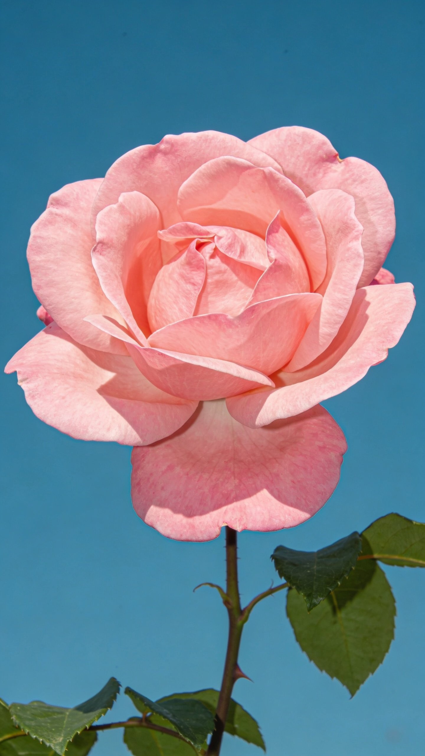 Pink rose with green leaves against a clear blue sky.