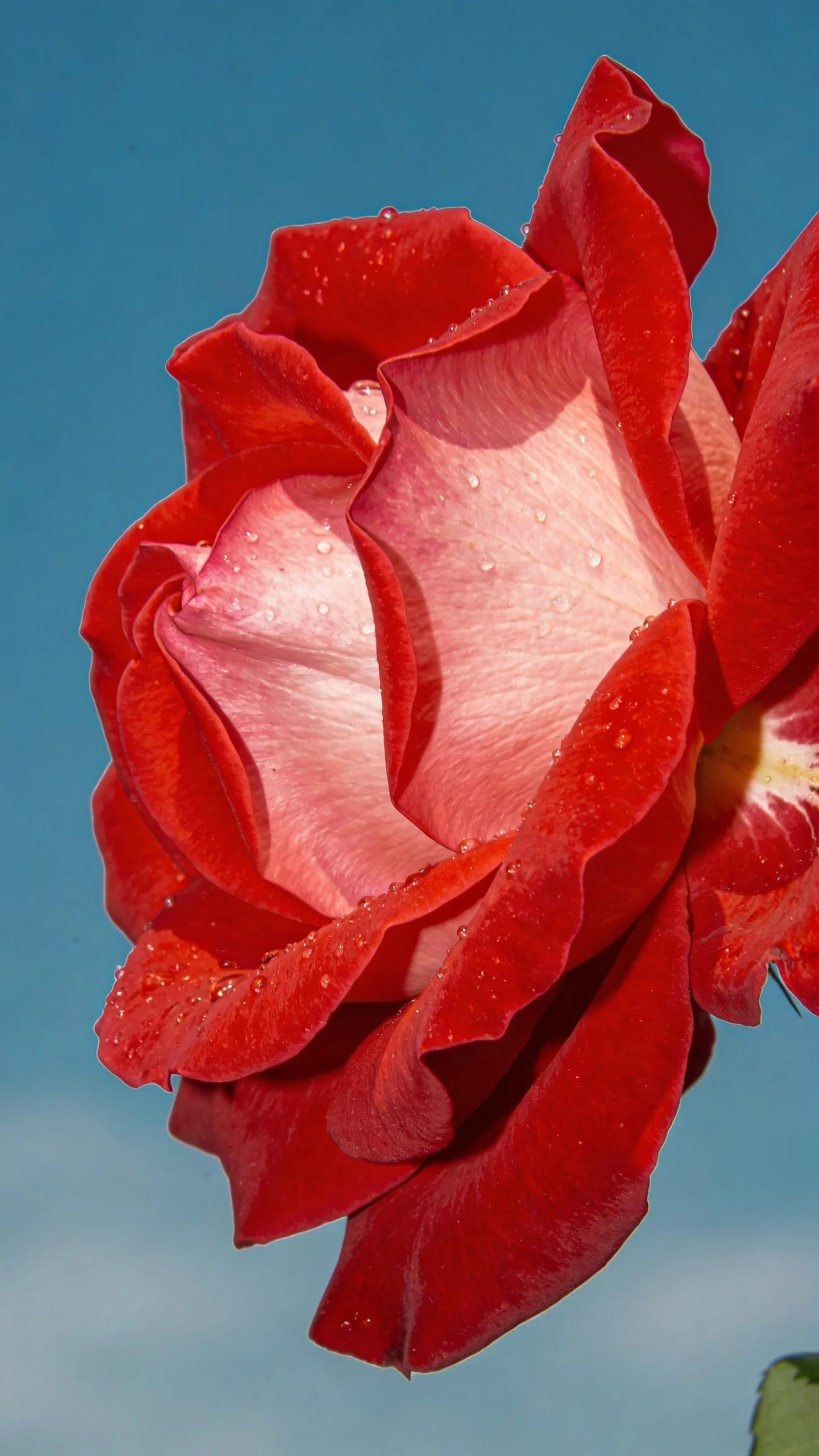 Close-up of a pink and red rose with water droplets, against a clear blue sky.