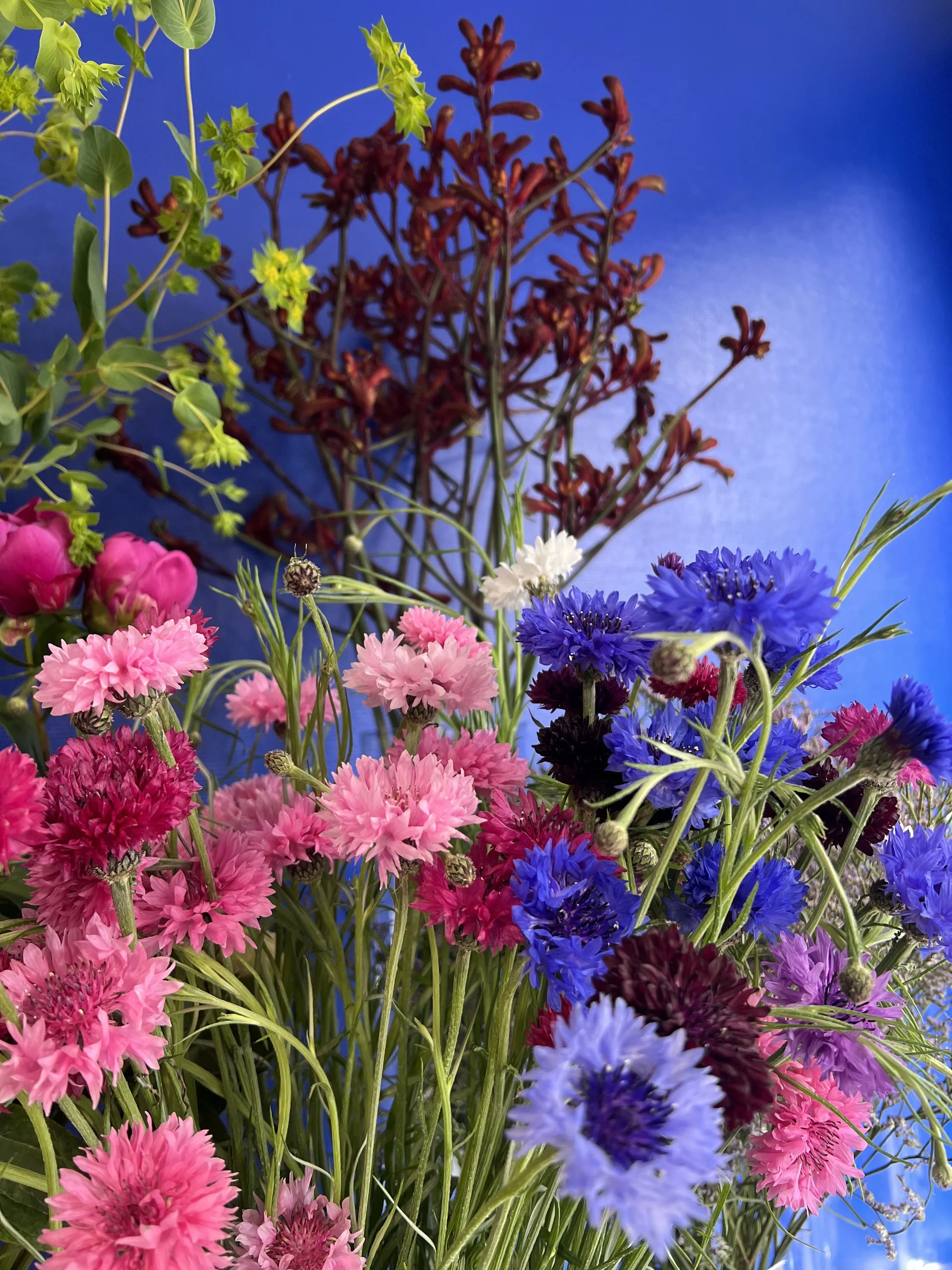 Un bouquet de fleurs colorées, comprenant des œillets roses, violets, bleus, et des feuilles vertes, avec un fond bleu vif.