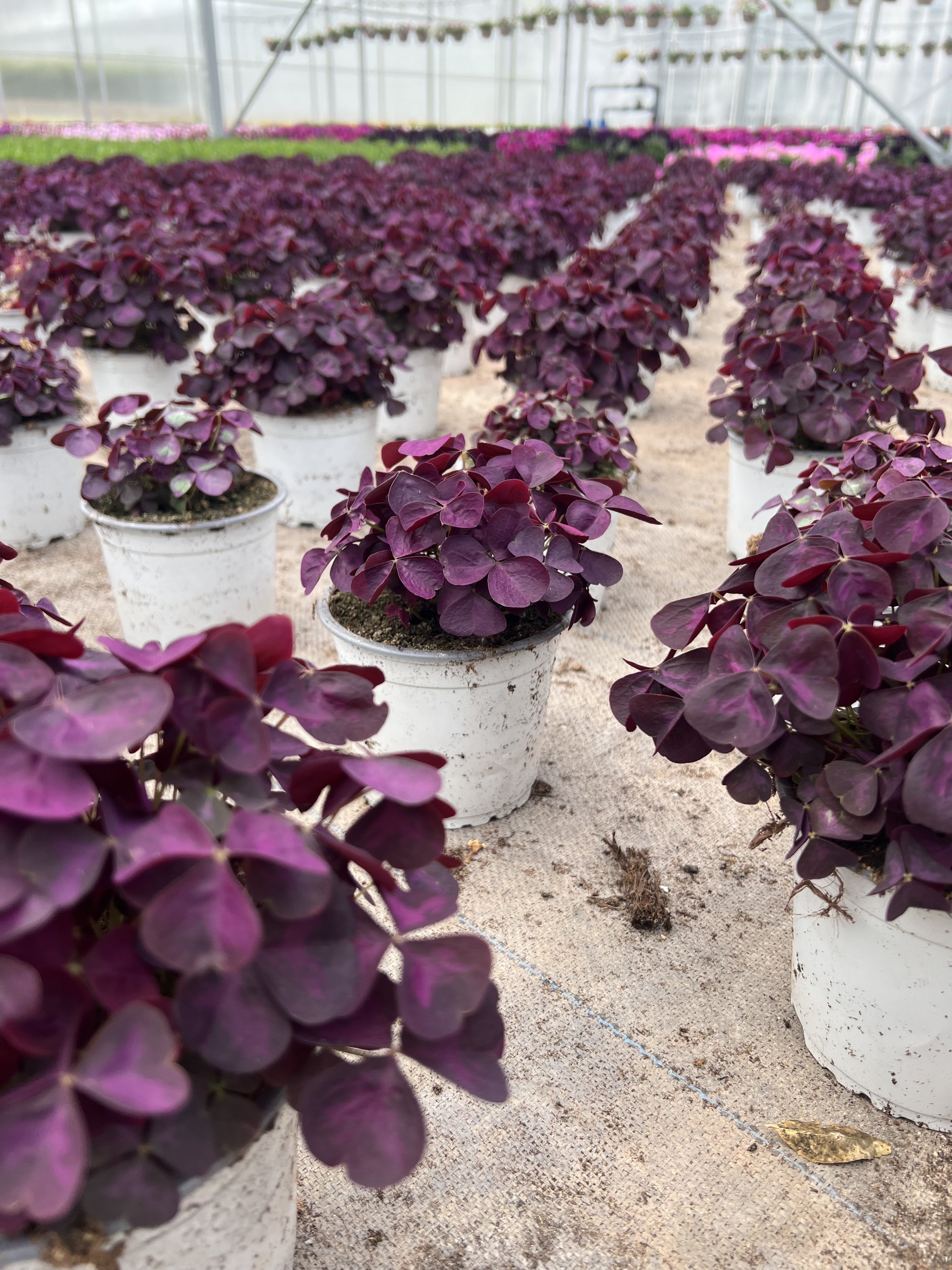 Jardinage en serre avec des pots de plantes de couleur violette