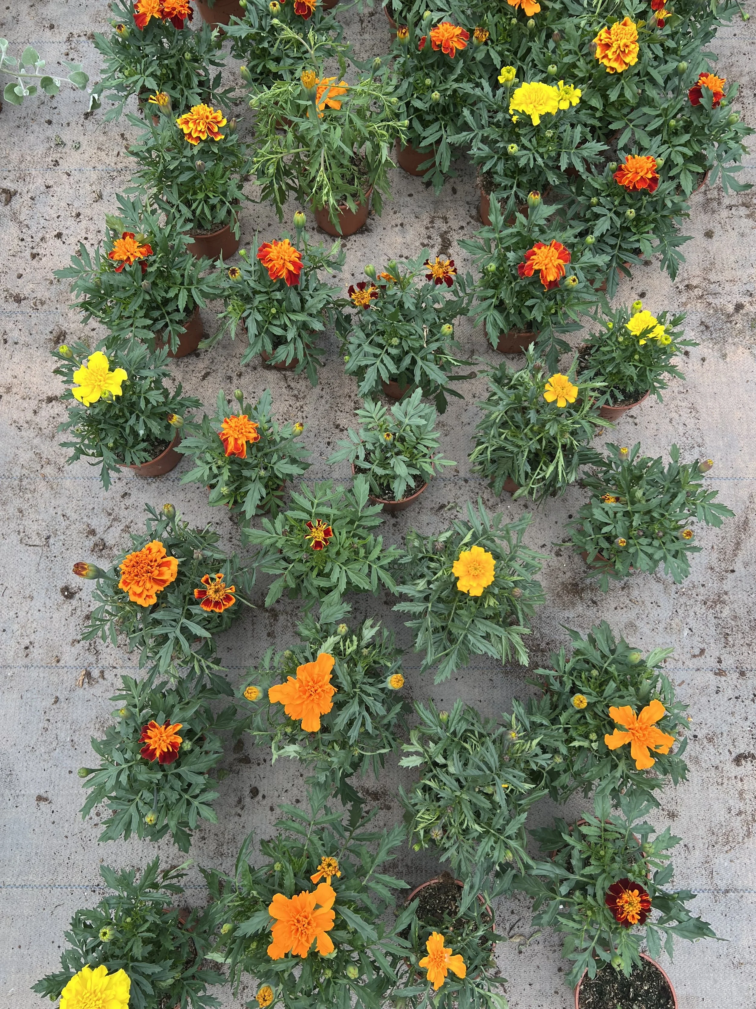 Disposition en rangée de pots de fleurs avec des marigolds de différentes couleurs, principalement orange, jaune et rouge, plantés dans un jardin ou une serre sur un sol en béton.