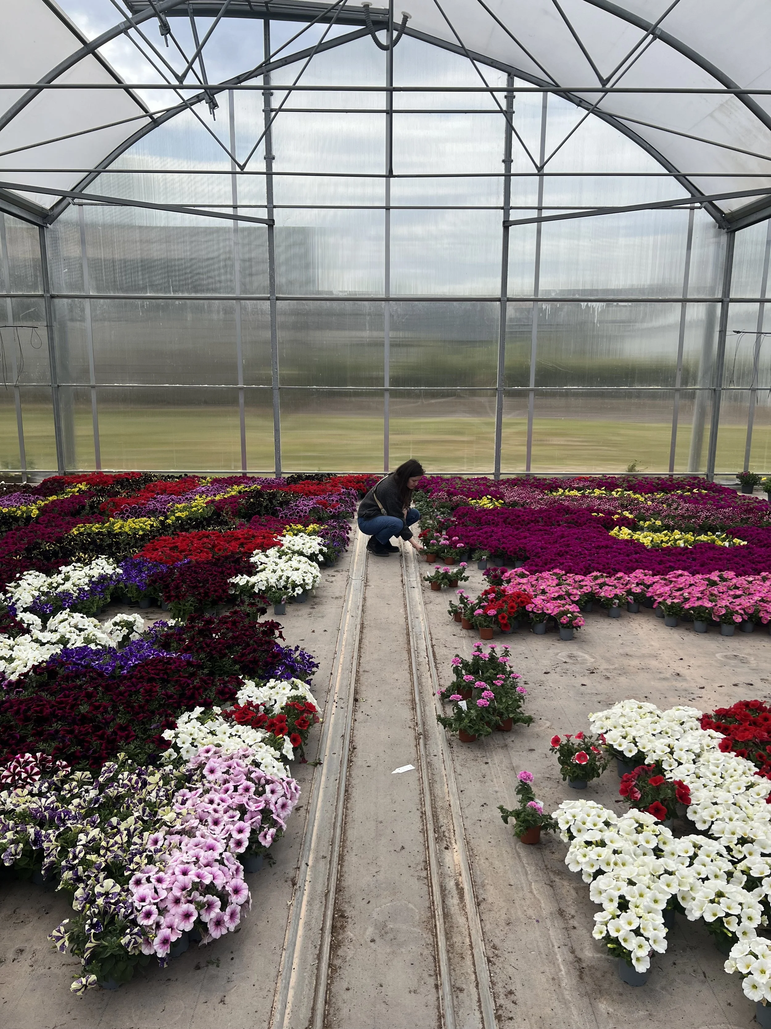 Femme dans une serre avec de nombreuses fleurs colorées, principalement roses, violettes, blanches et rouges, organisées en rangées, et un sol en béton avec des rails.