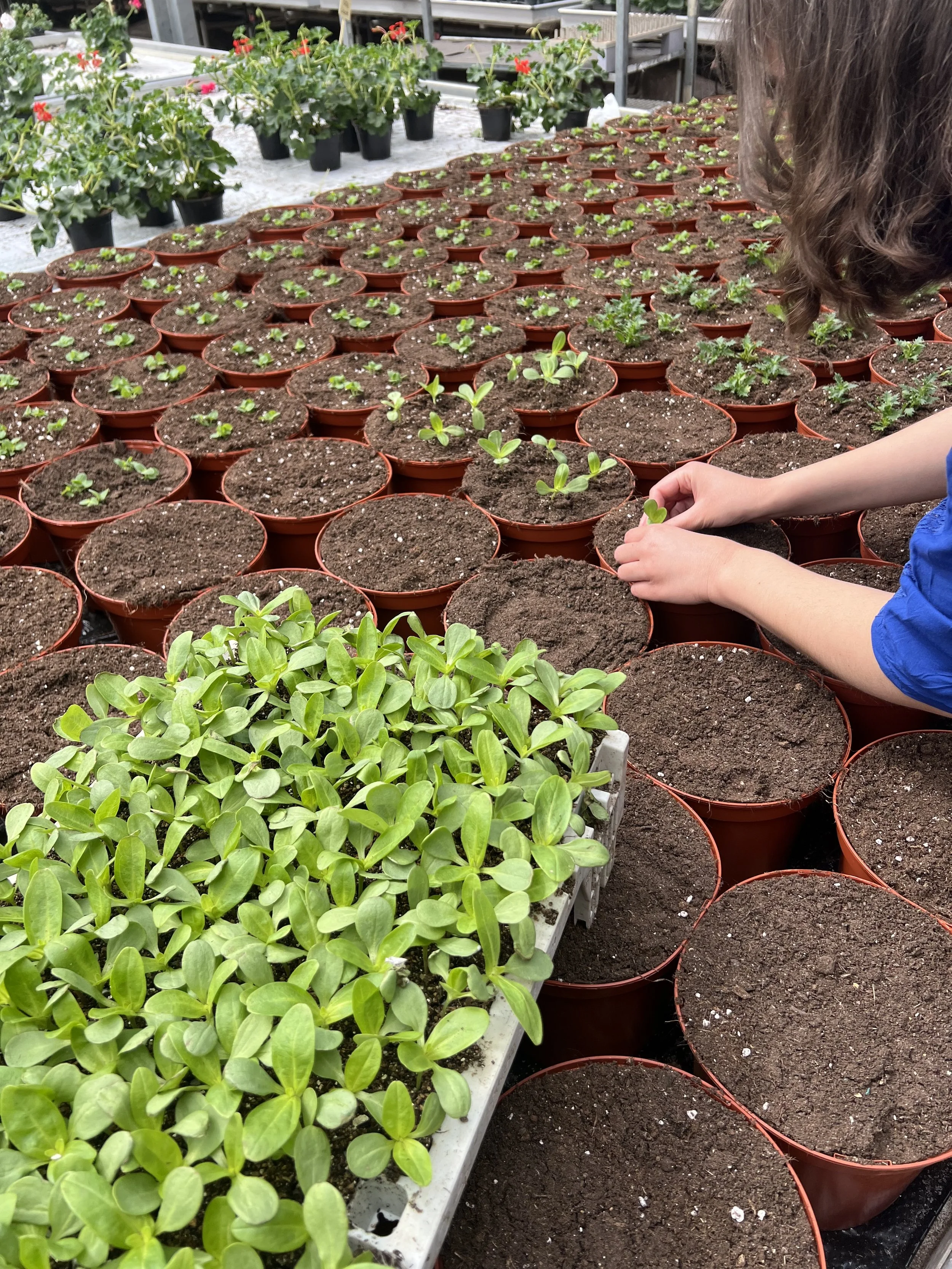 Un enfant plante de jeunes pousses dans des petits pots en terre cuite, dans une serre ou un espace de culture, avec des plants plus grands en arrière-plan.