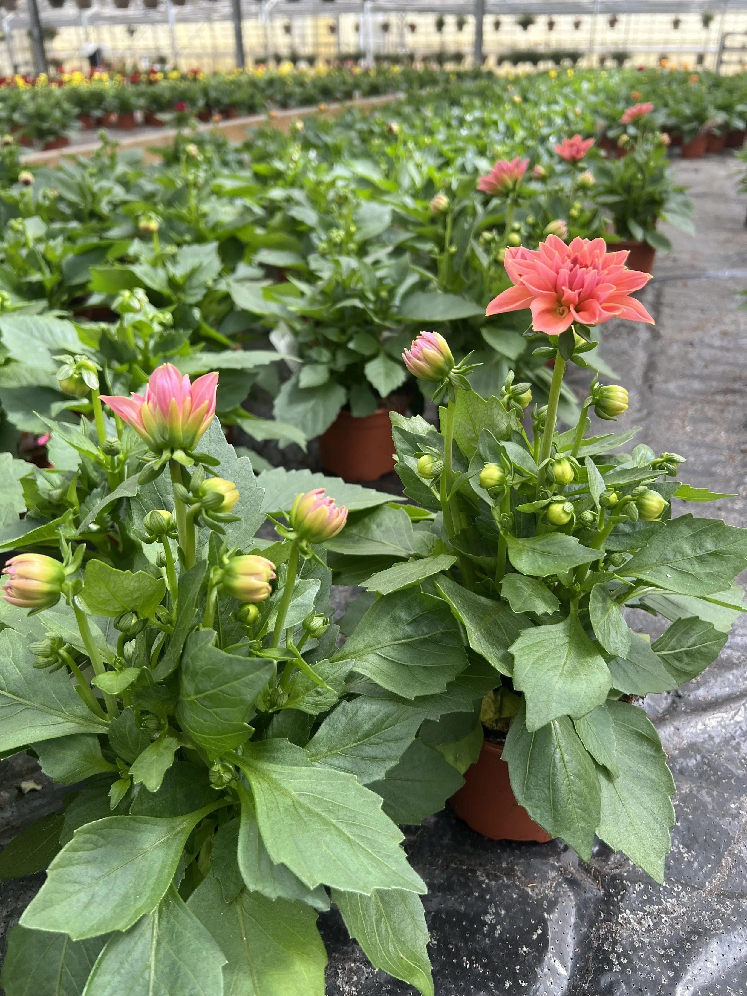 Fleurs de dahlias roses dans des pots en terre cuite à l'intérieur d'une serre ou d'une véranda.