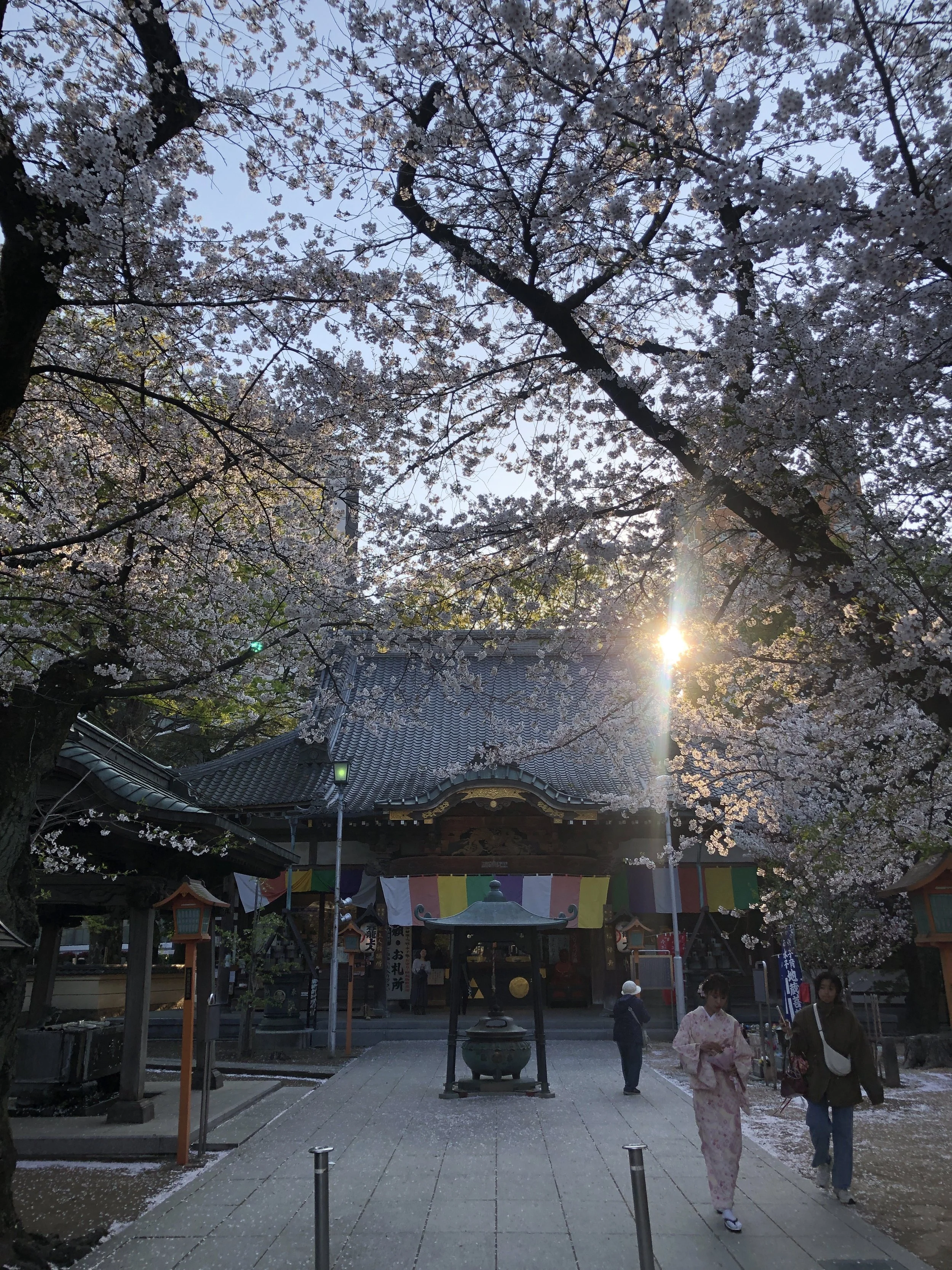 Un temple japonais entouré de cerisiers en fleurs avec des personnes en kimono. Le soleil brille à l'horizon, créant un éclairage doux.