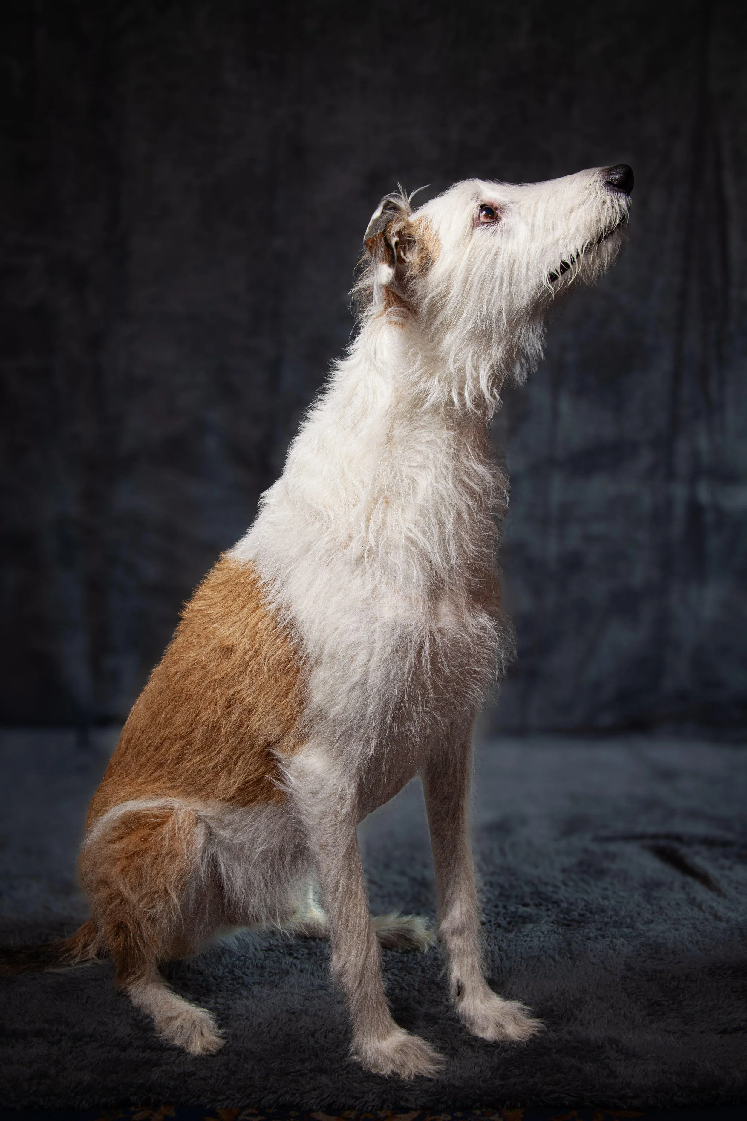 A rough-coated dog with white and brown fur, sitting against a dark background, looking upward.