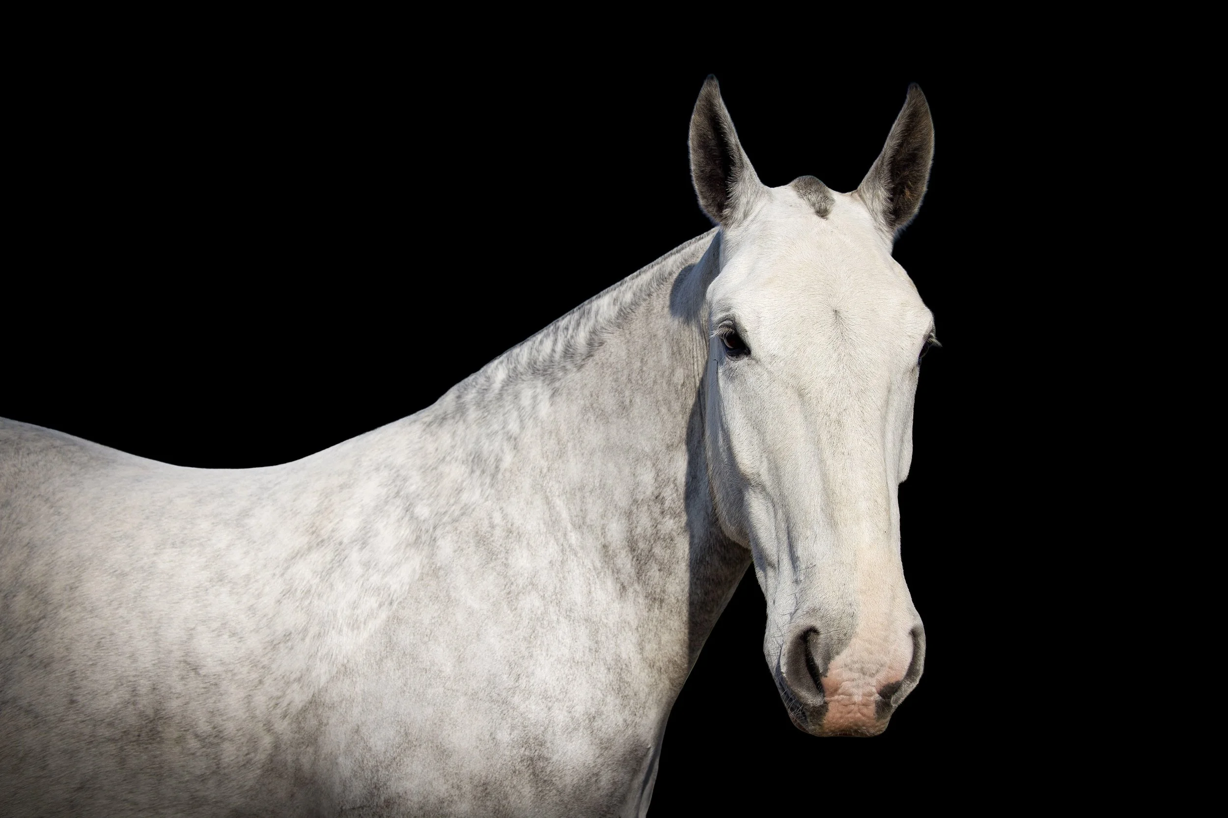 Close-up of a white horse's head and neck against a solid black background.