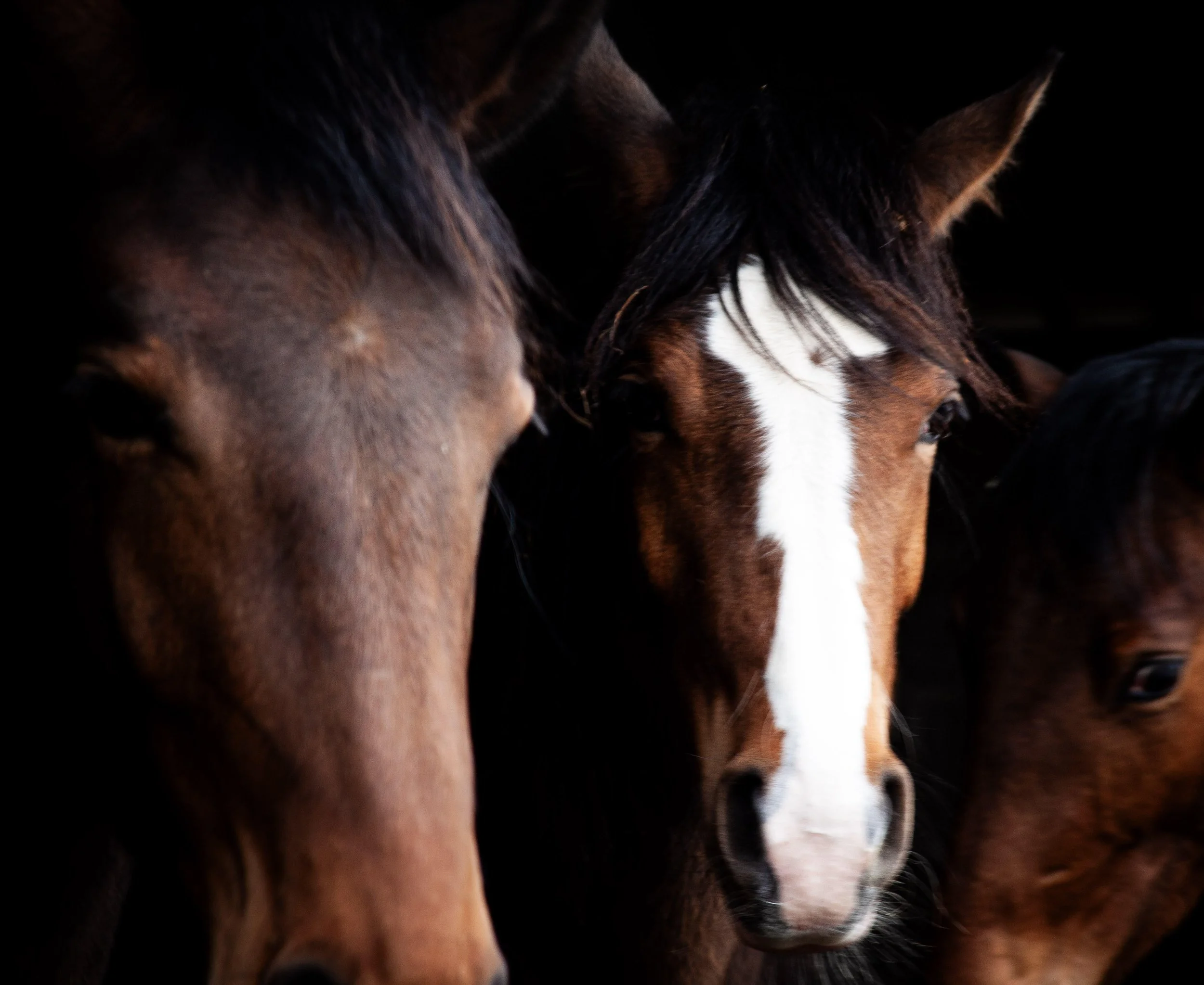 Close-up of two horses' heads with dark backgrounds, showing their faces and manes.