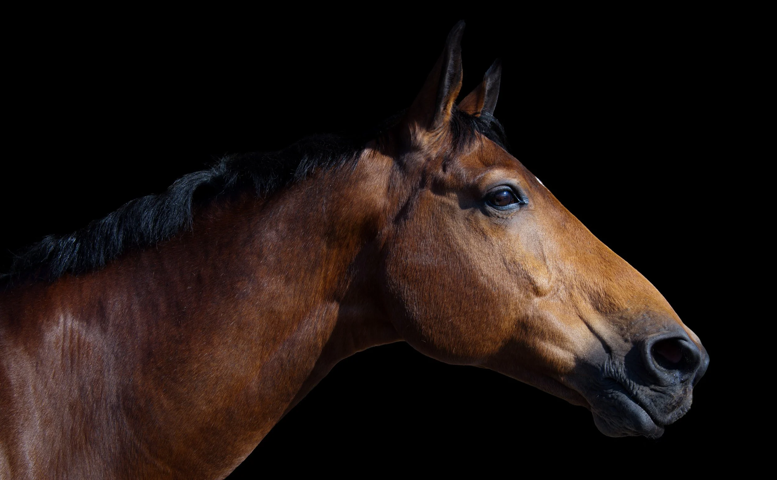 Close-up of a brown horse's head and neck against a black background.