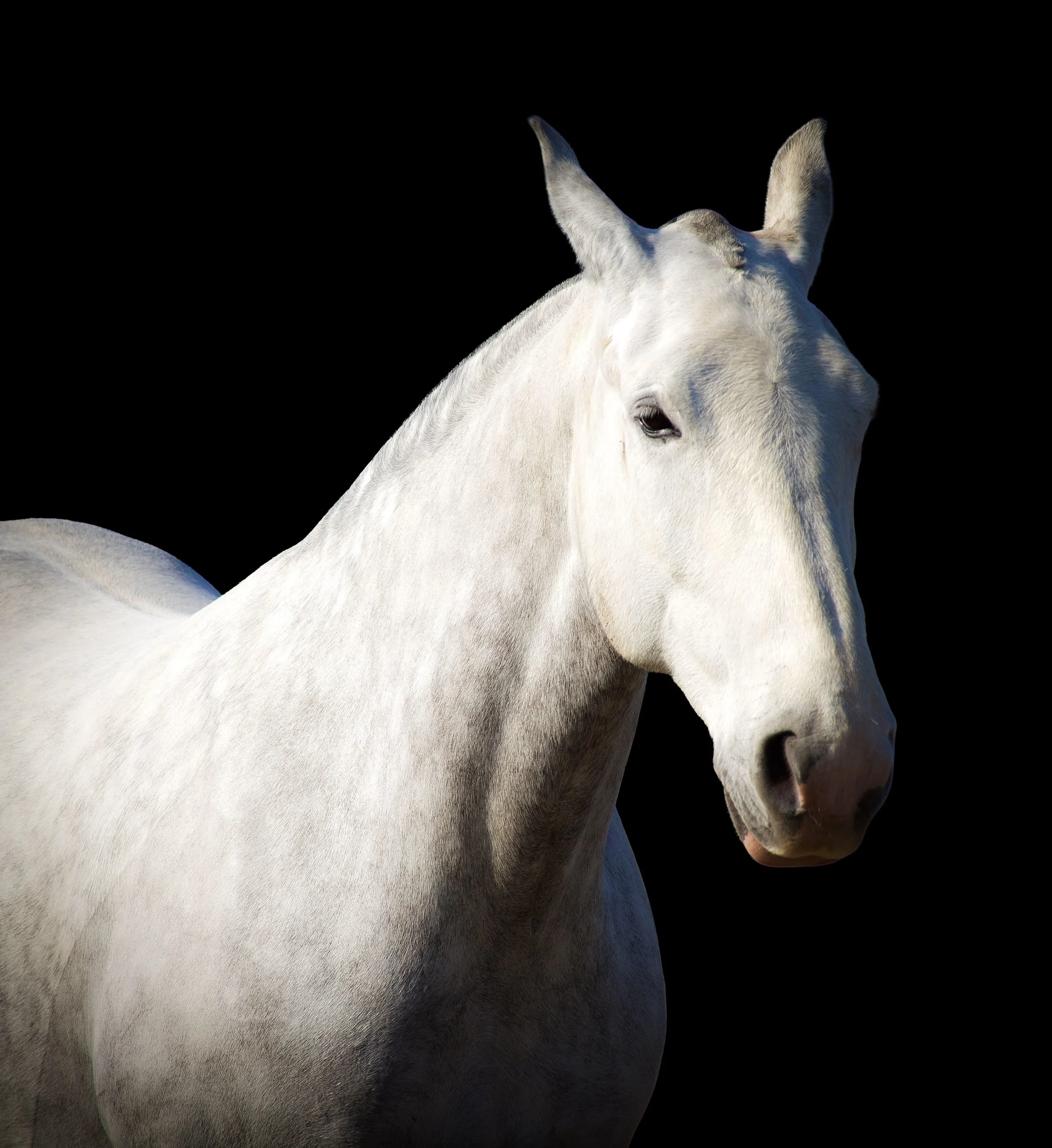 Close-up photo of a white horse's head and neck with a black background.