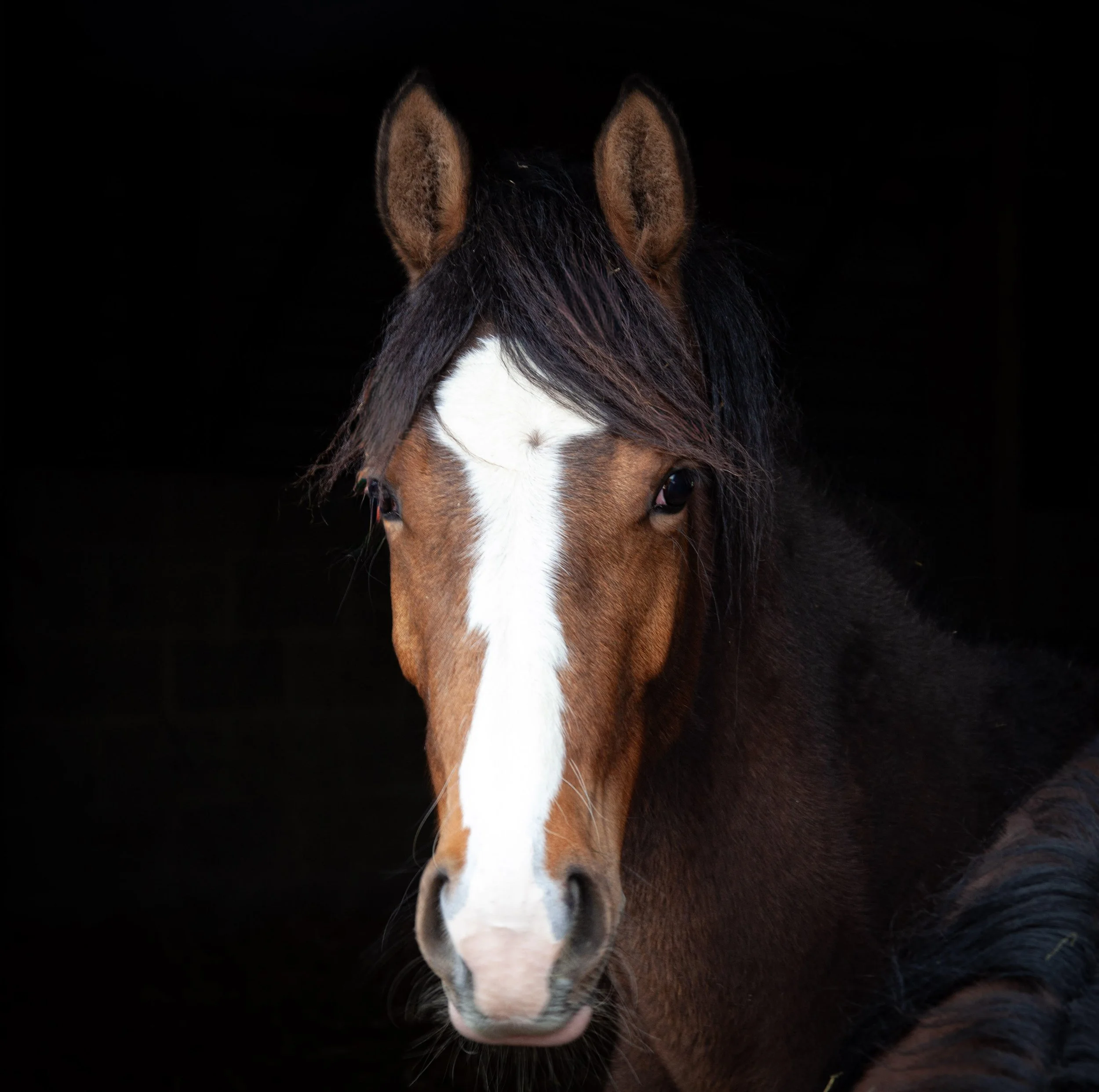 Close-up of a horse's face with brown and white fur, focusing on its long face, ears, and dark eyes, against a black background.