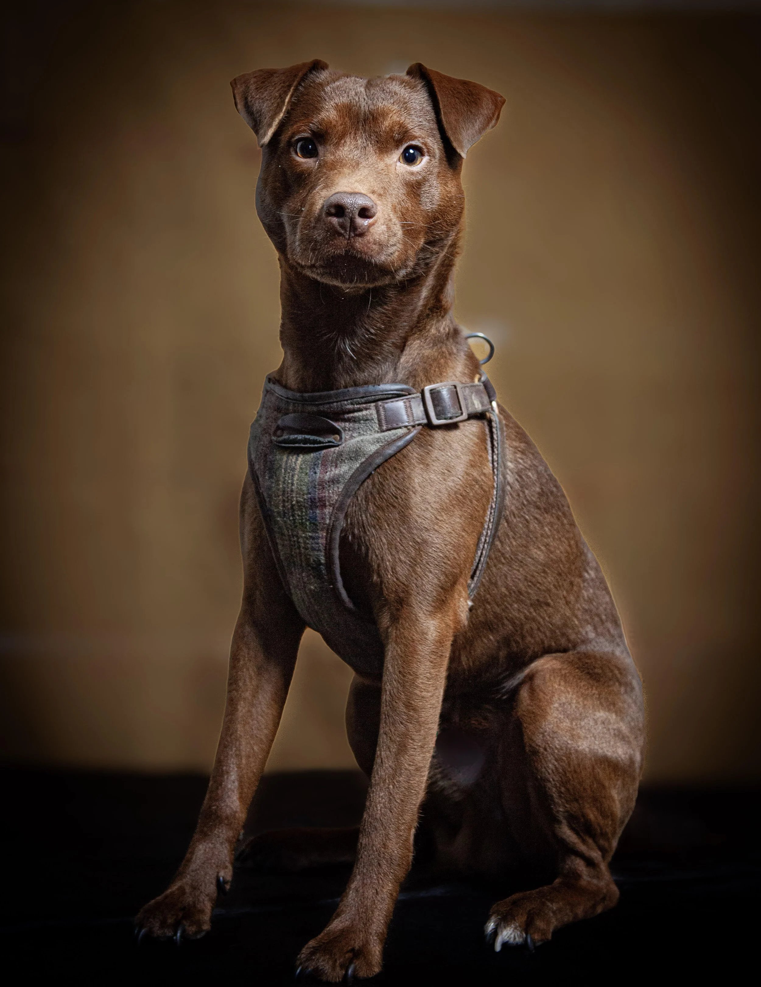 A brown dog with a raised left ear and wearing a harness, sitting on a dark surface against a brown background.