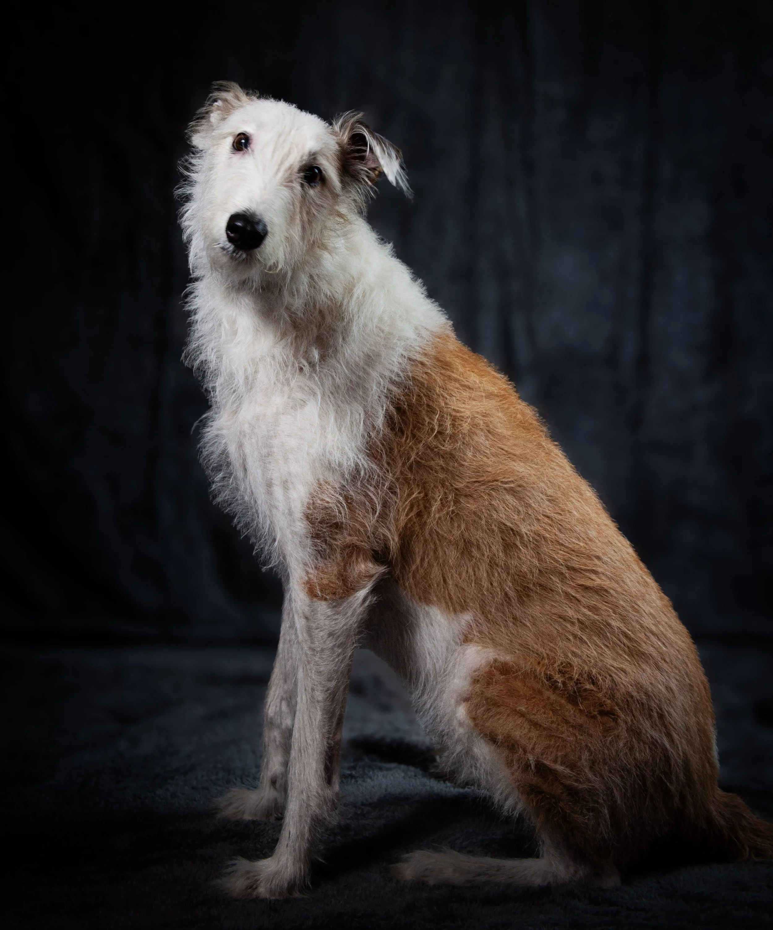 A dog with white and brown fur, sitting on a dark surface with a dark background, looking at the camera with an inquisitive expression.
