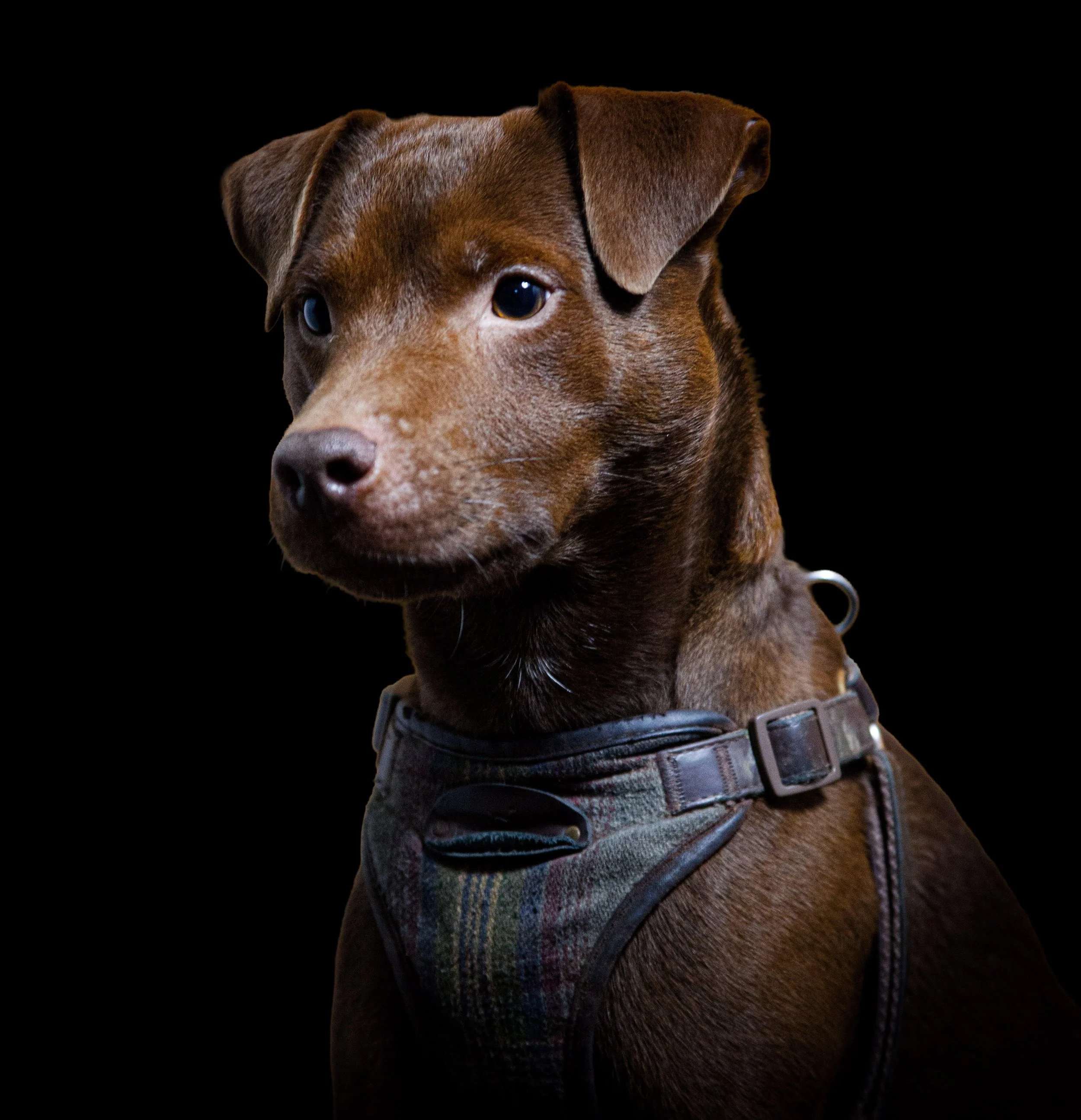 Close-up of a brown dog wearing a plaid harness. The background is black.