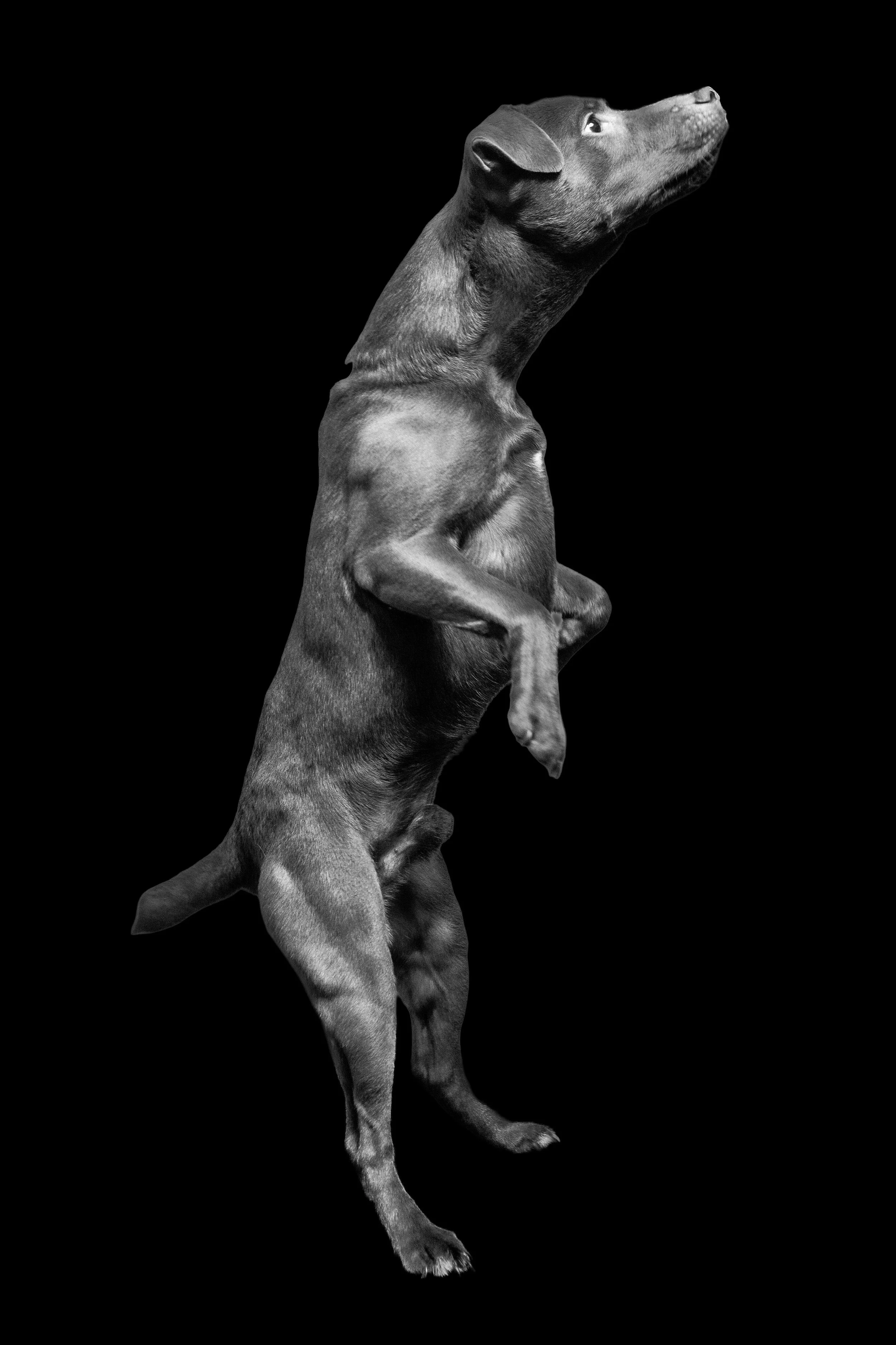 Black and white photo of a Doberman Pinscher dog, standing on hind legs, looking upward, with a black background.