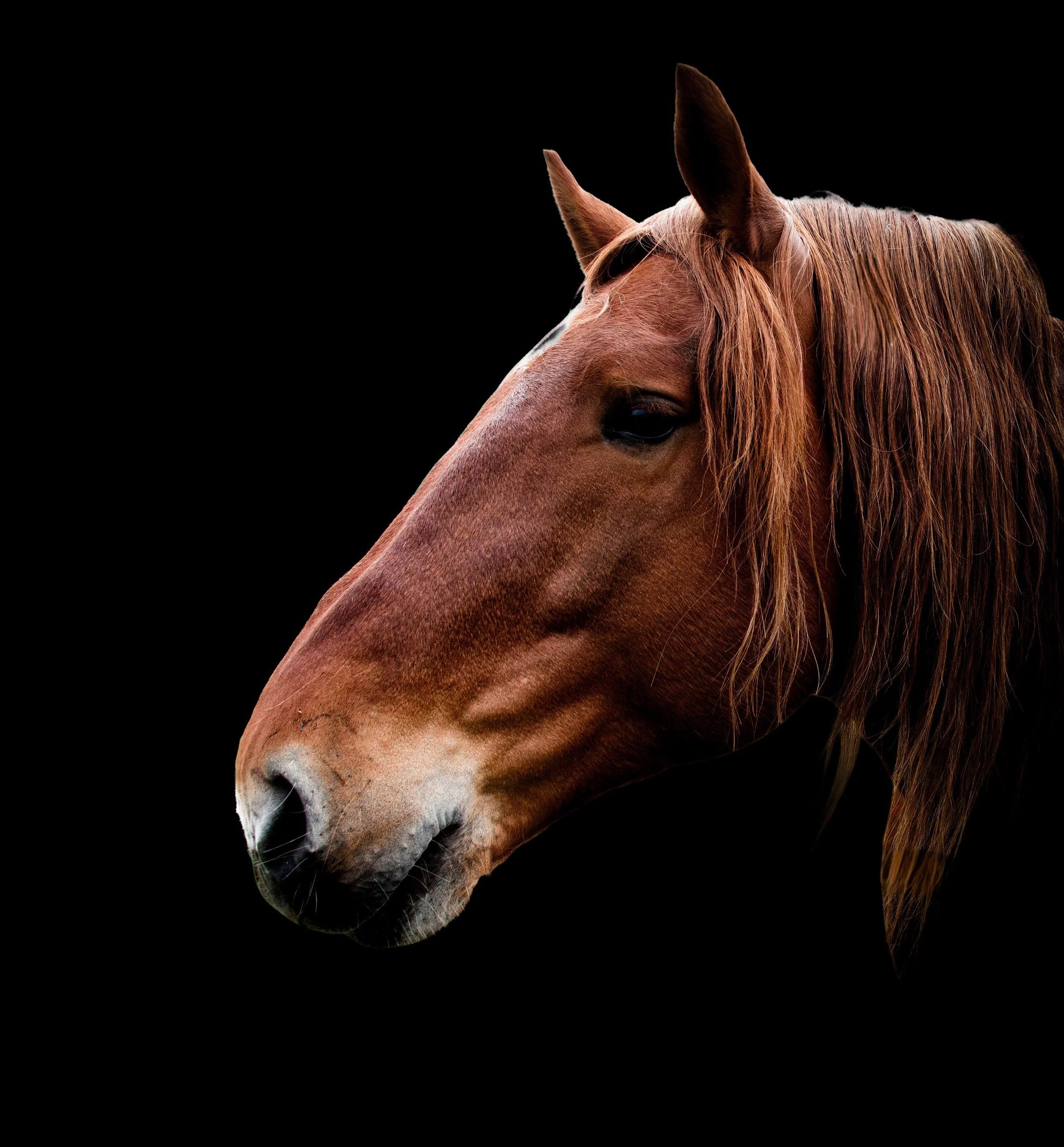 Close-up of a brown horse's head against a black background, showing its eye, nose, and flowing mane.