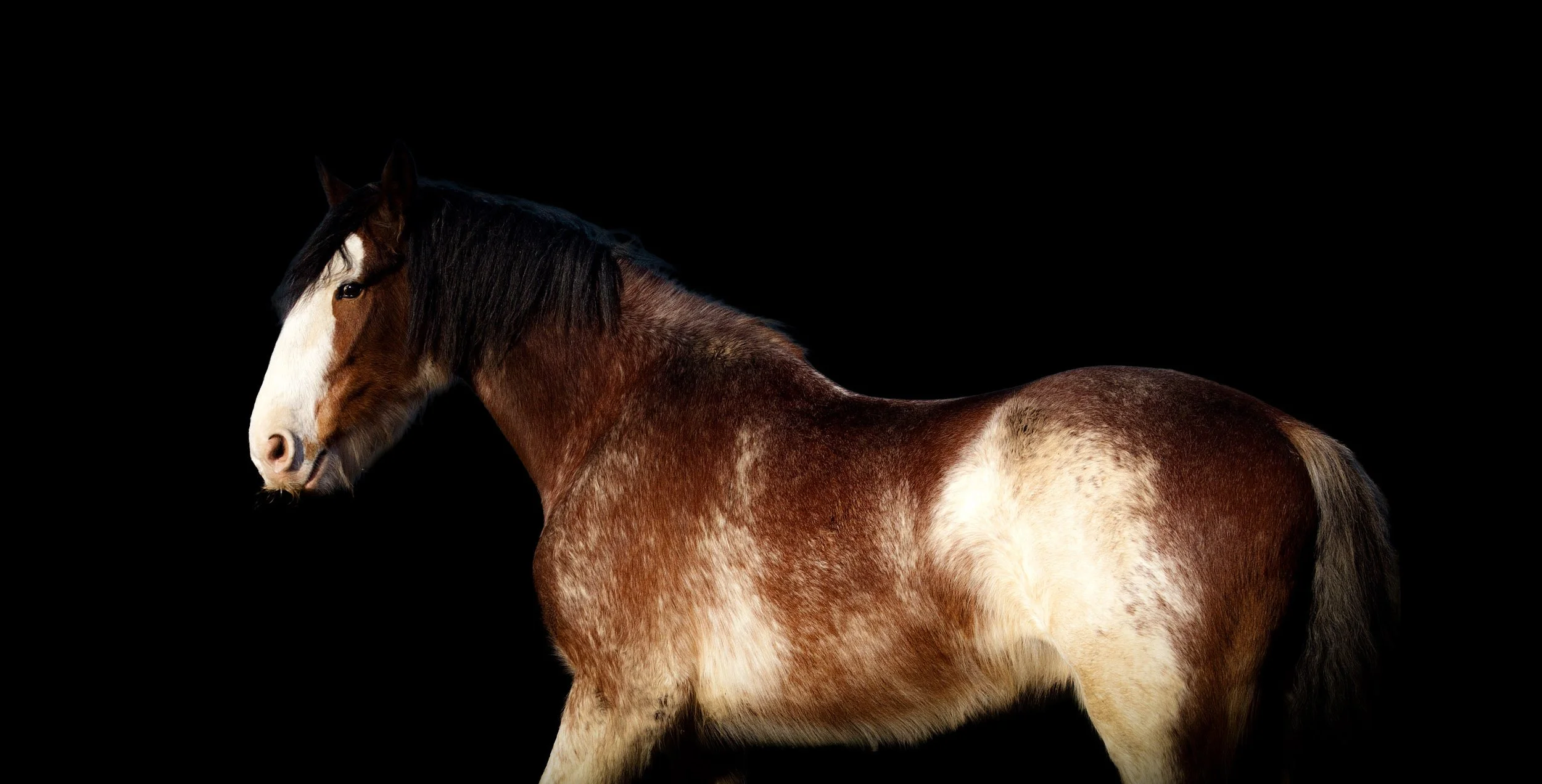 A close-up of a brown and white horse with a black background.