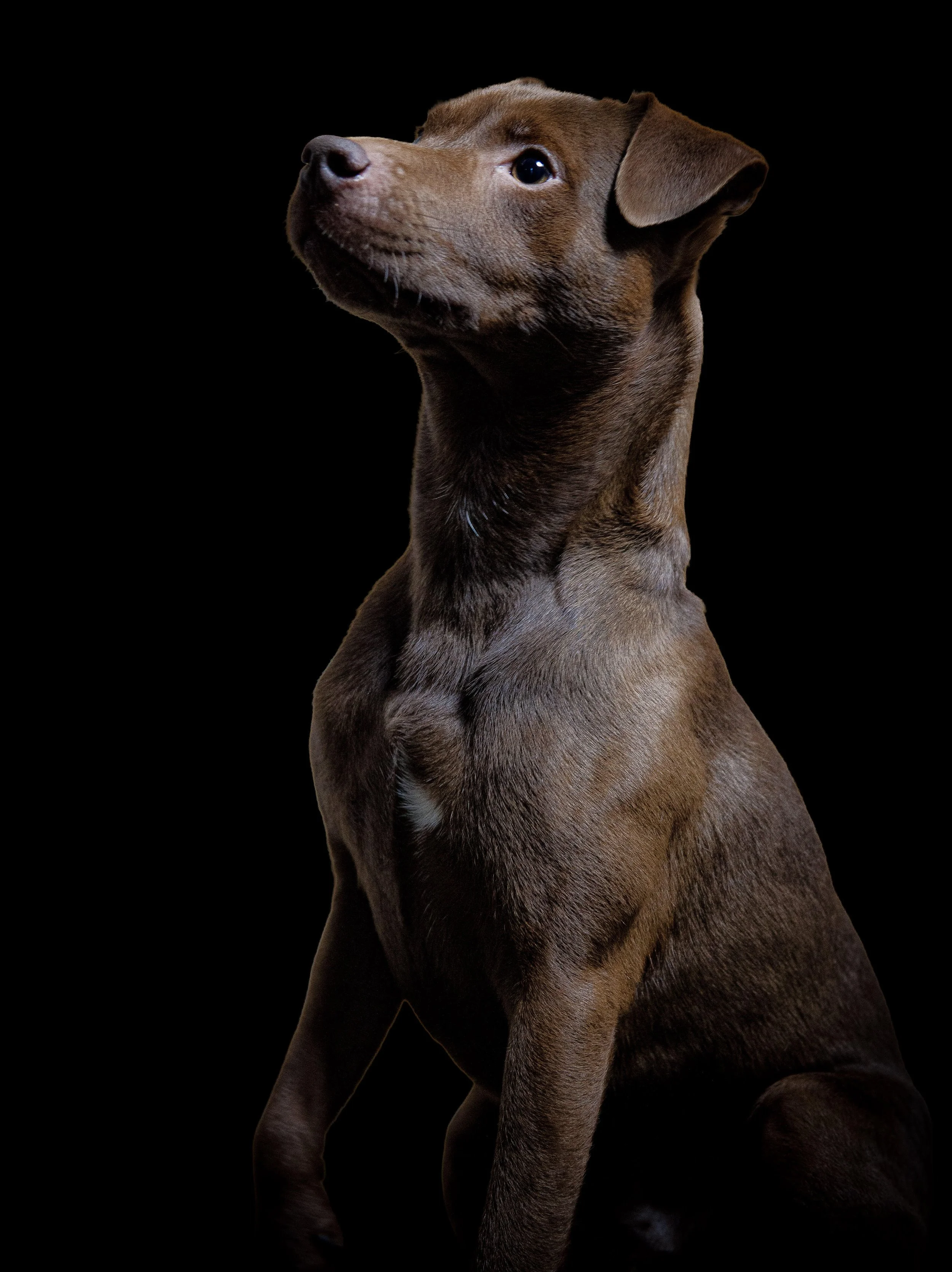 A brown dog with a smooth coat looking up against a black background.