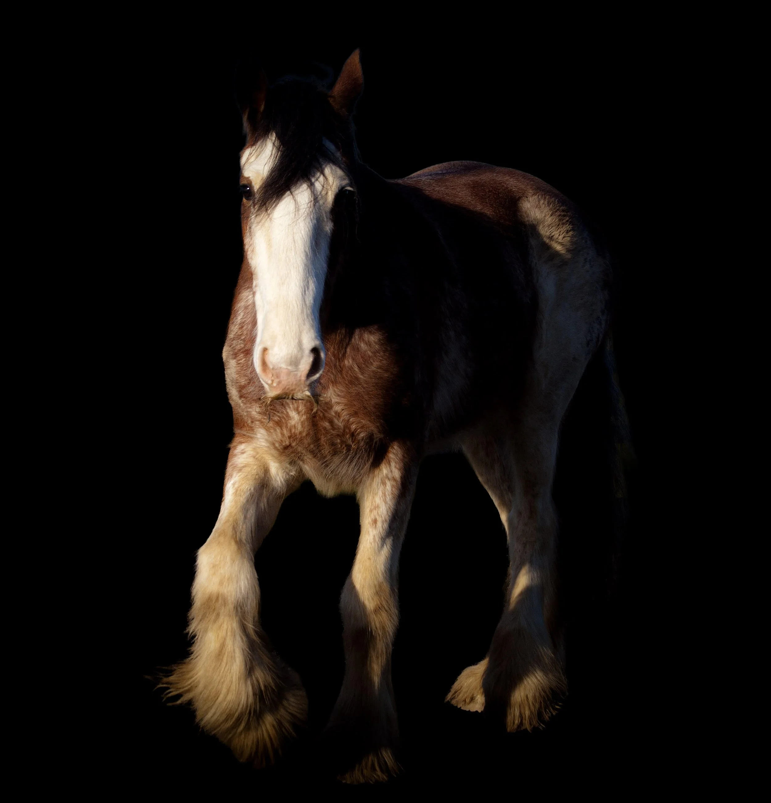 A young horse, or foal, with a brown and white coat, standing against a black background.