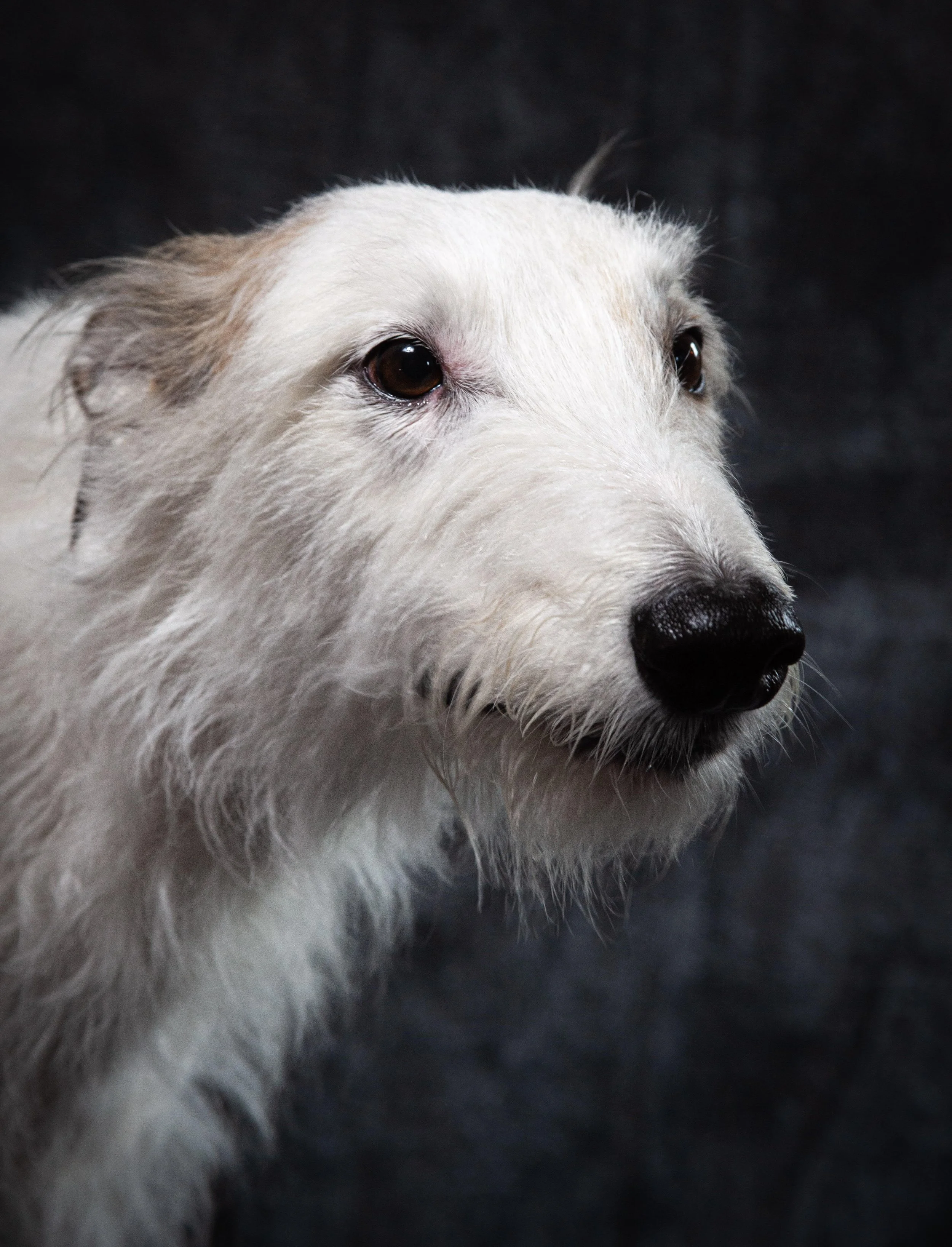 Close-up of a white dog with brown spots, showing primarily its face and one eye, with a dark background.