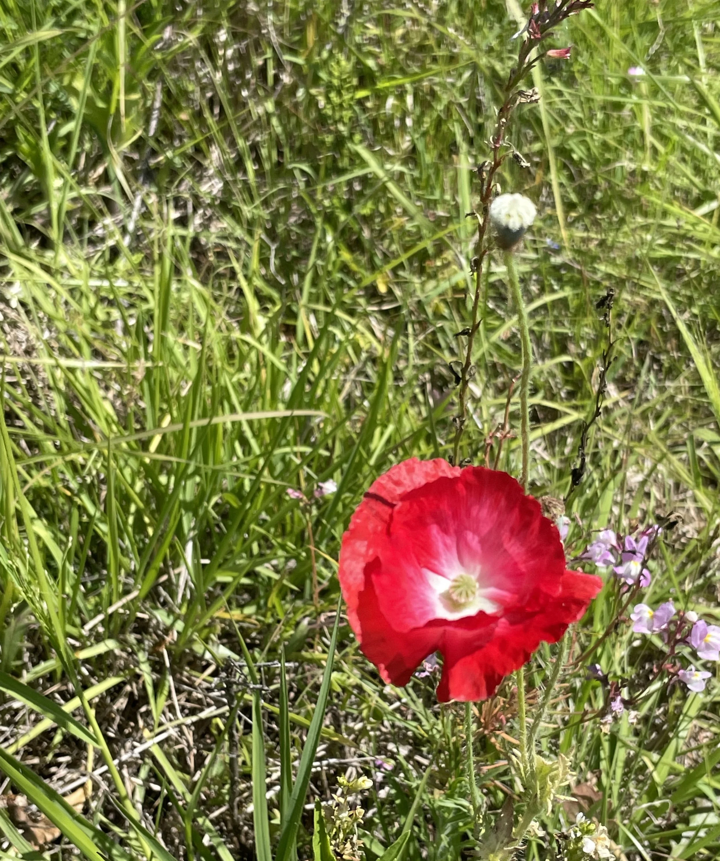 A Bit of Red.jpg