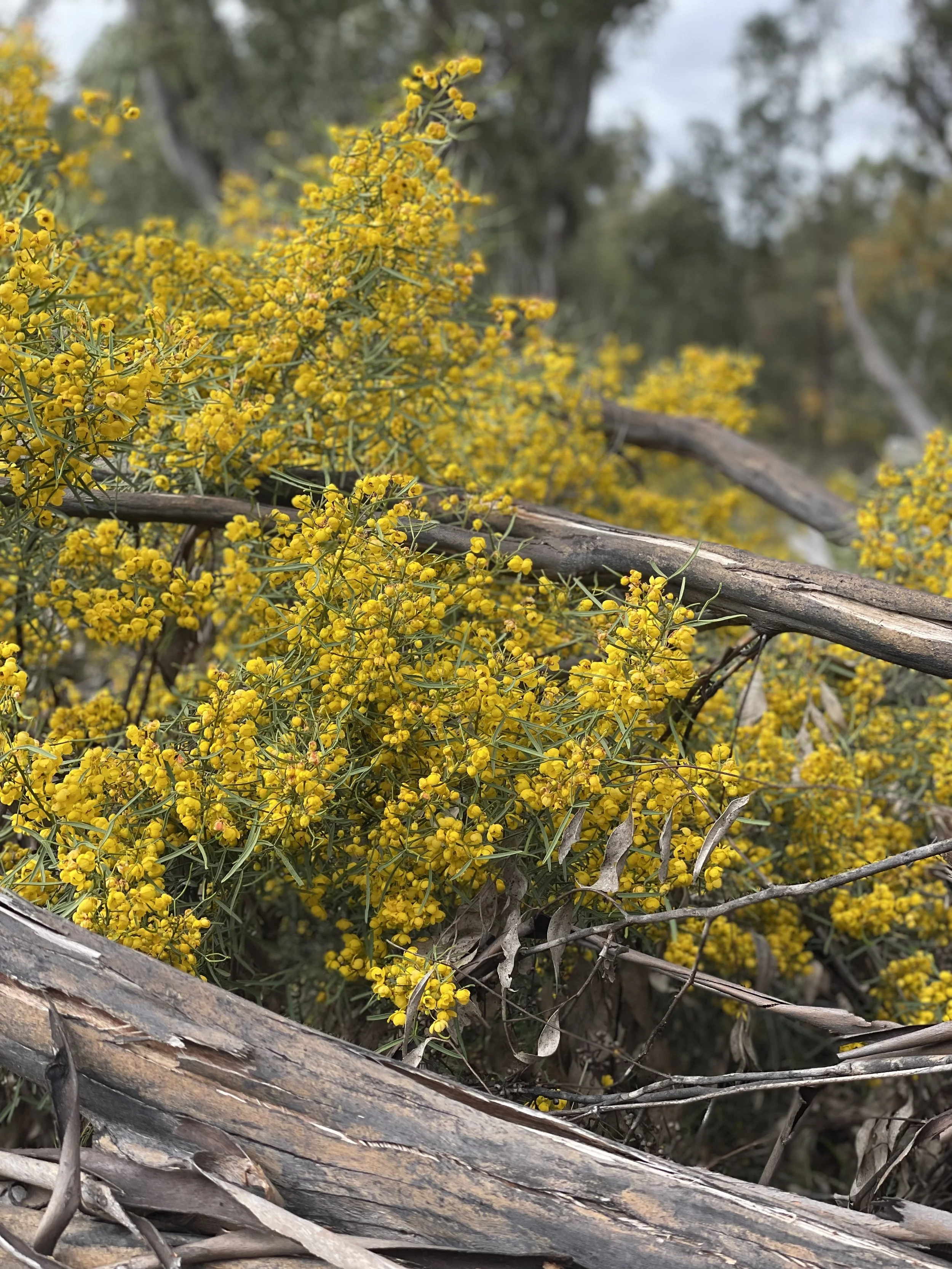 Wattle in bloom .jpg