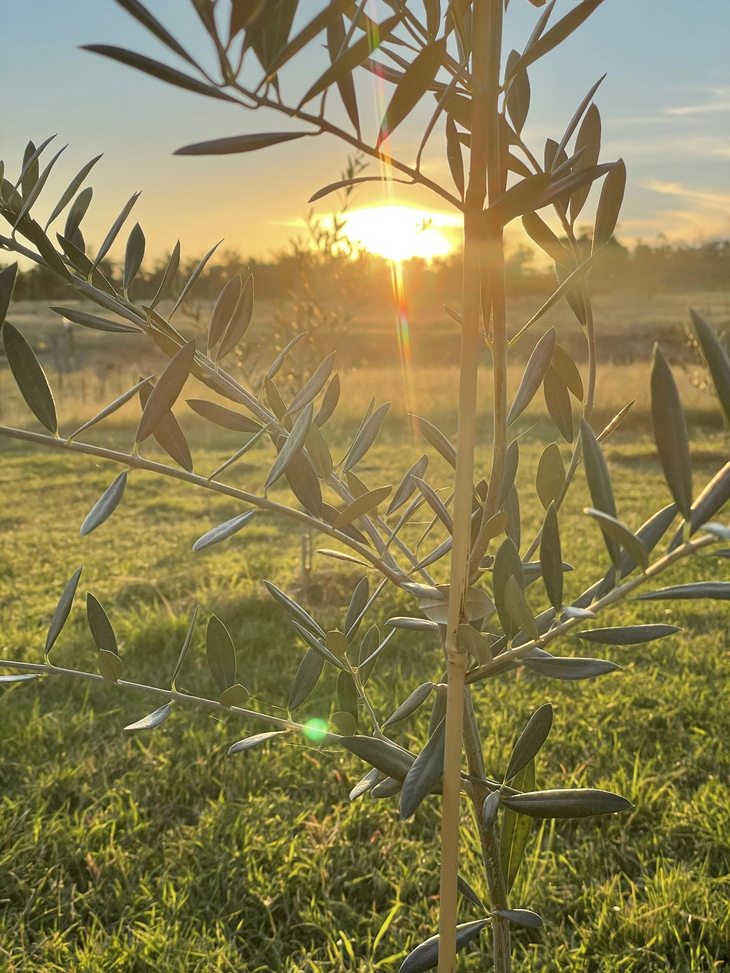 Olive tree sunset.jpg