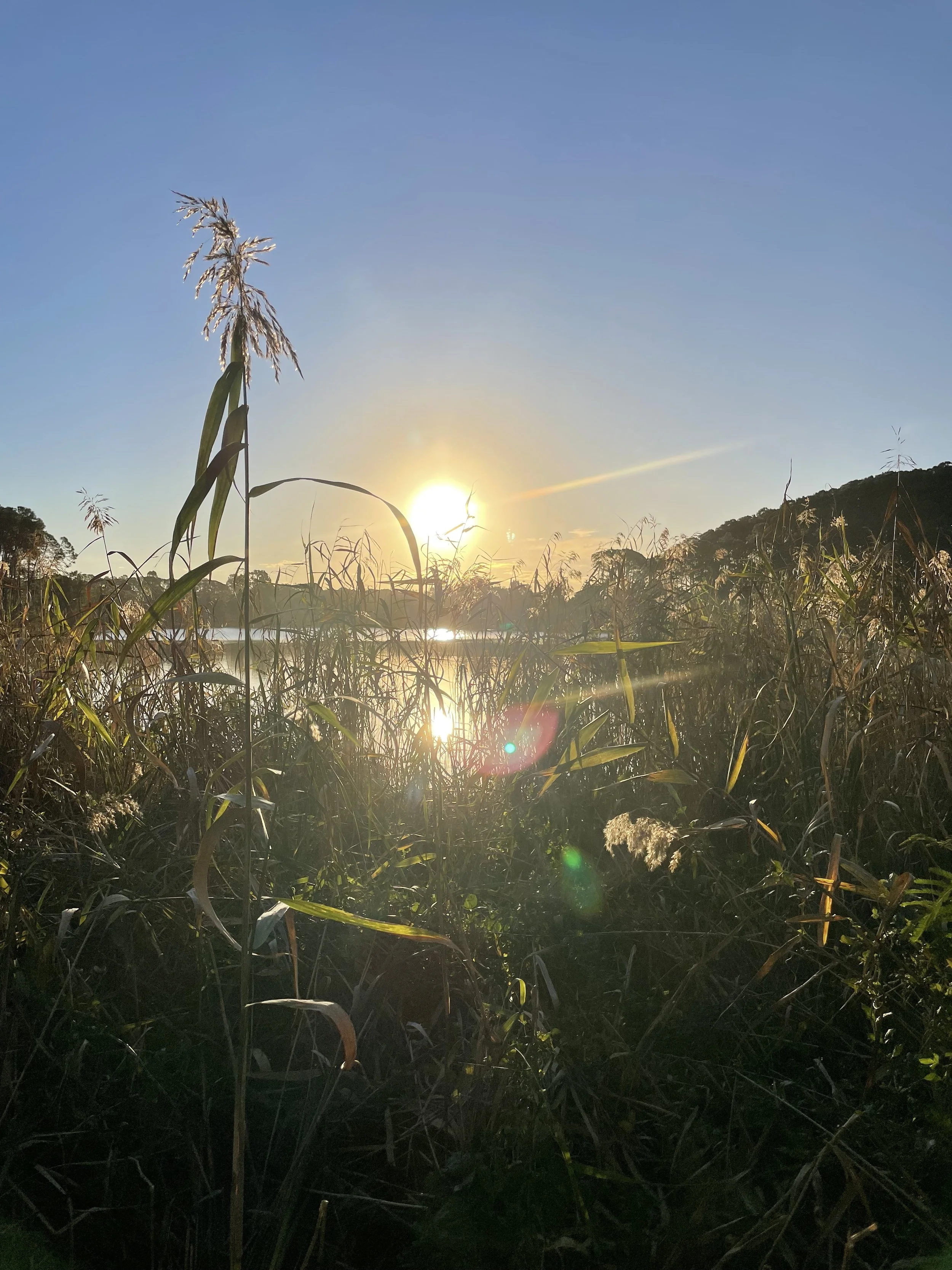 through the wetland grass.jpg