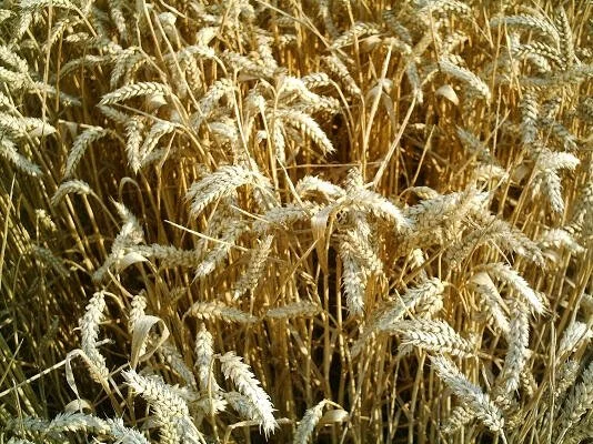Wheat ready to harvest