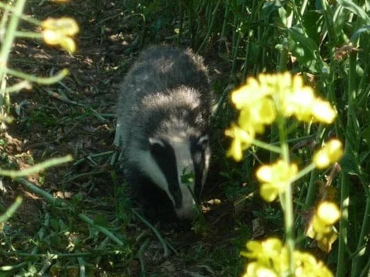Badger