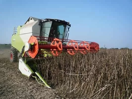 Combine harvester in beans
