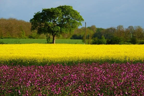 Crops in flower