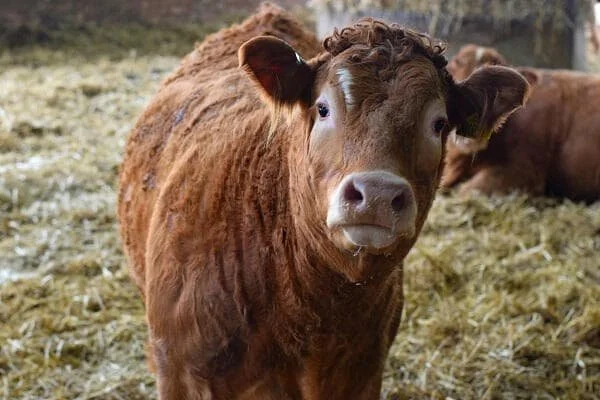 curious cattle