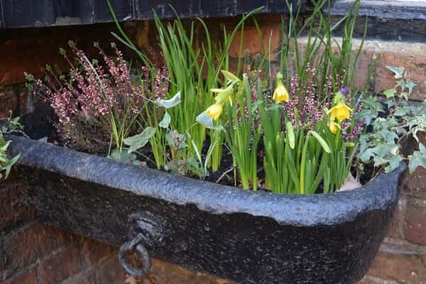 Flowers in the Garden