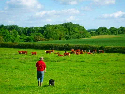 Checking the cows
