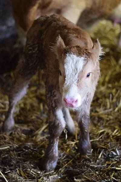 New born calf