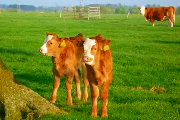 Calves in the Park